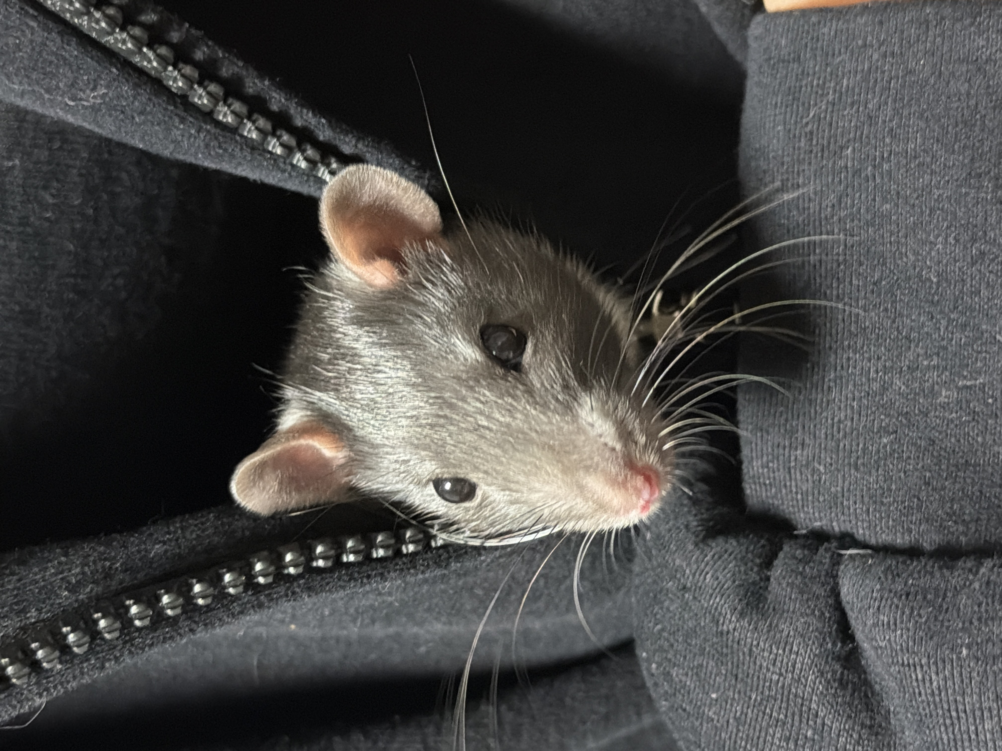 Person in Russia photographed cuddling pet rats indoors