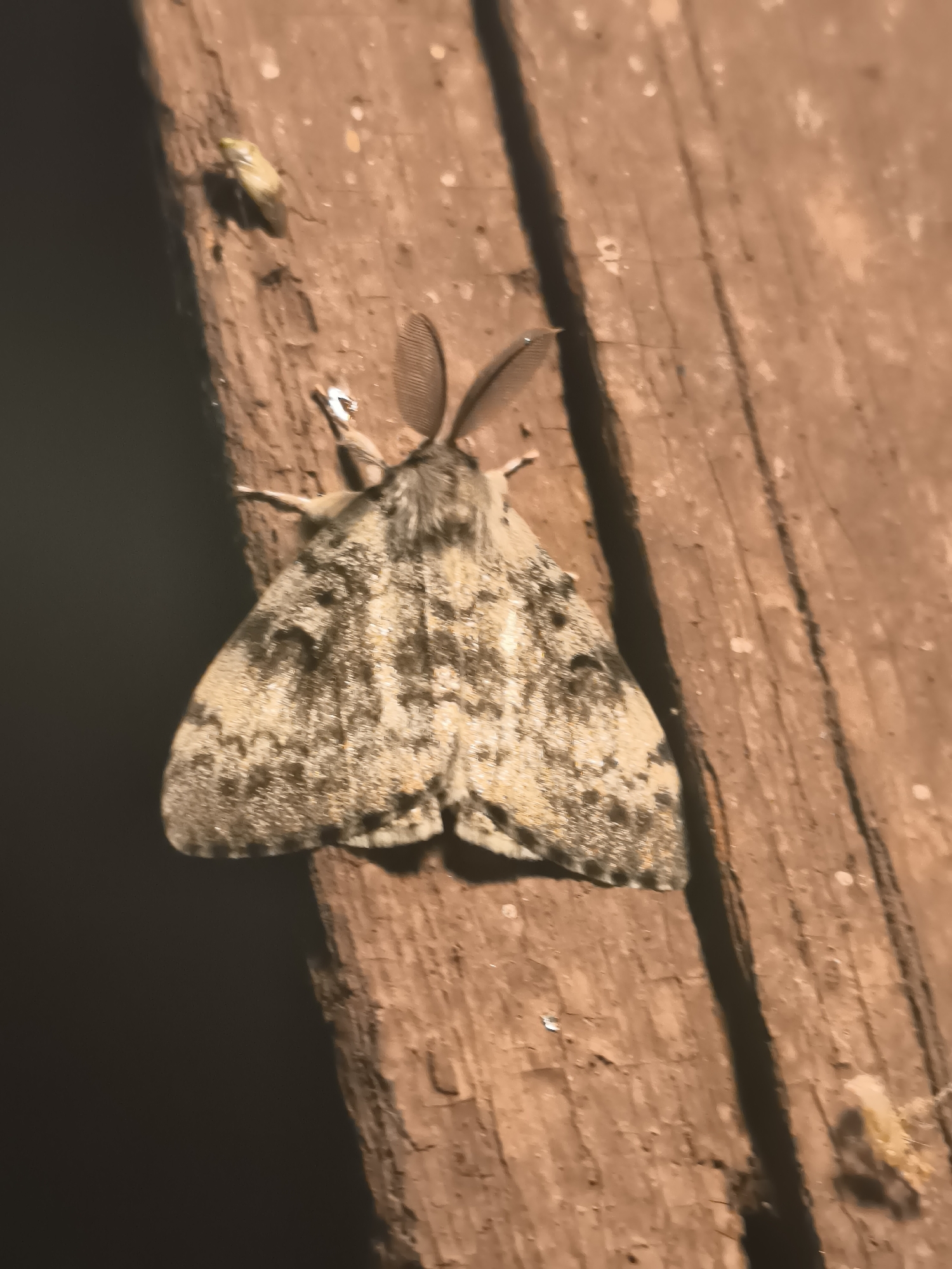 Moths, daddy longlegs, and a wasp share a weathered wooden surface.