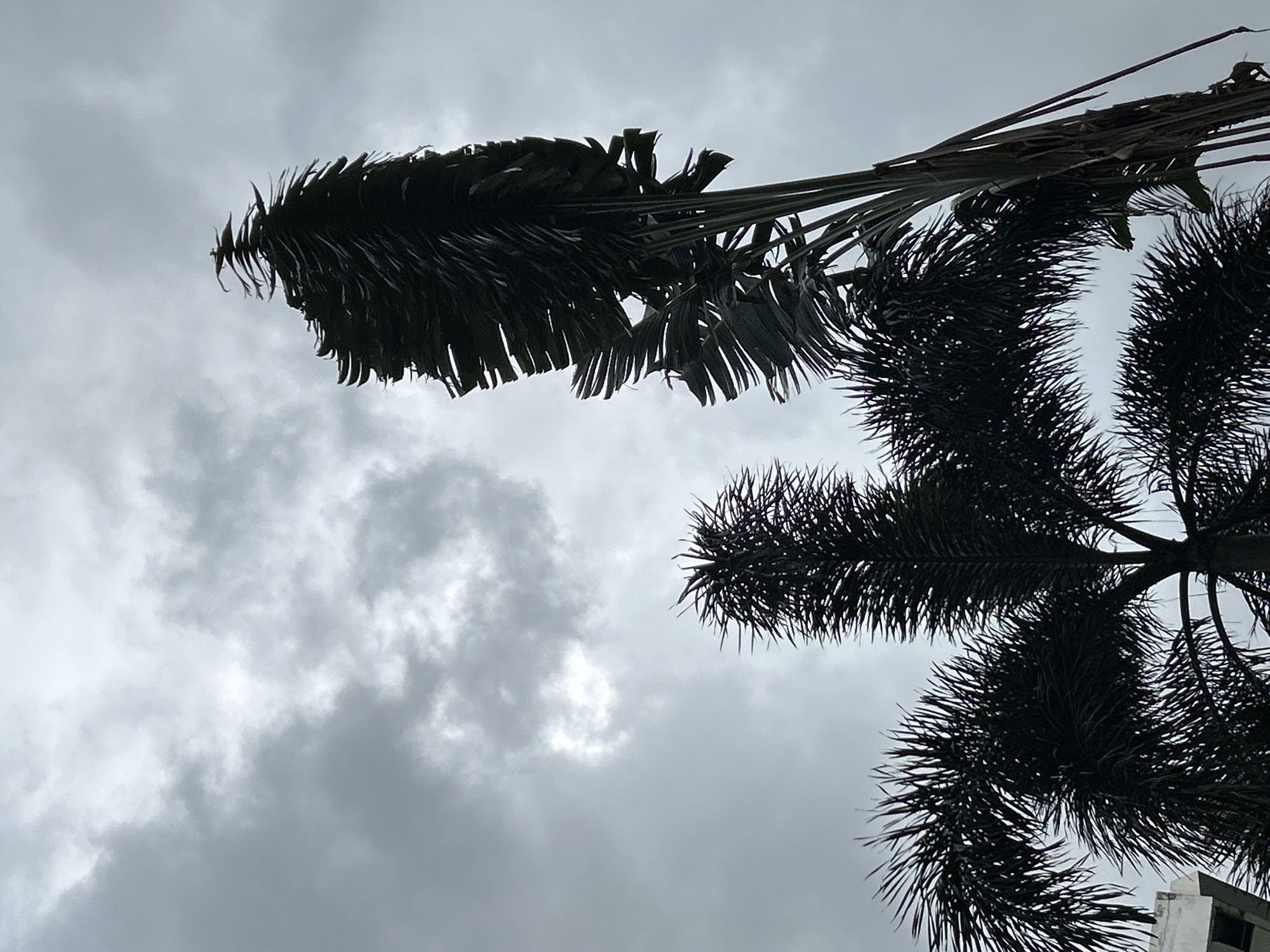 Overcast skies and palm trees over a Kathu neighborhood