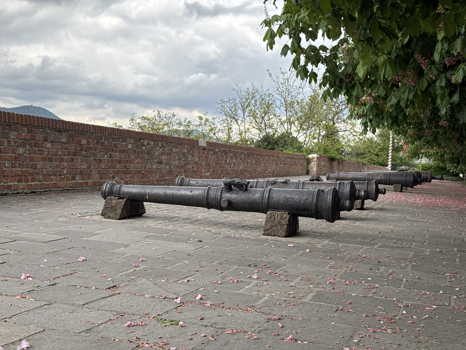 Tourist captures historic cannons and spring blooms in Budapest