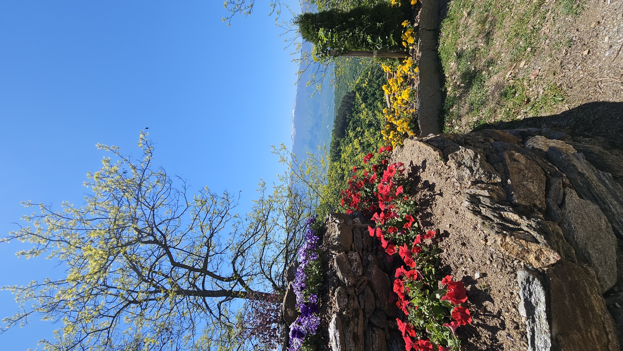 Garden blooms documented across flower beds on spring morning