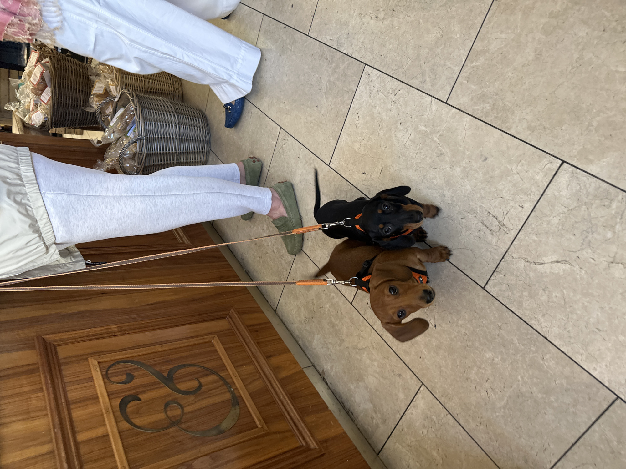 Market visitor documents puppies, produce, pastries and flowers in London