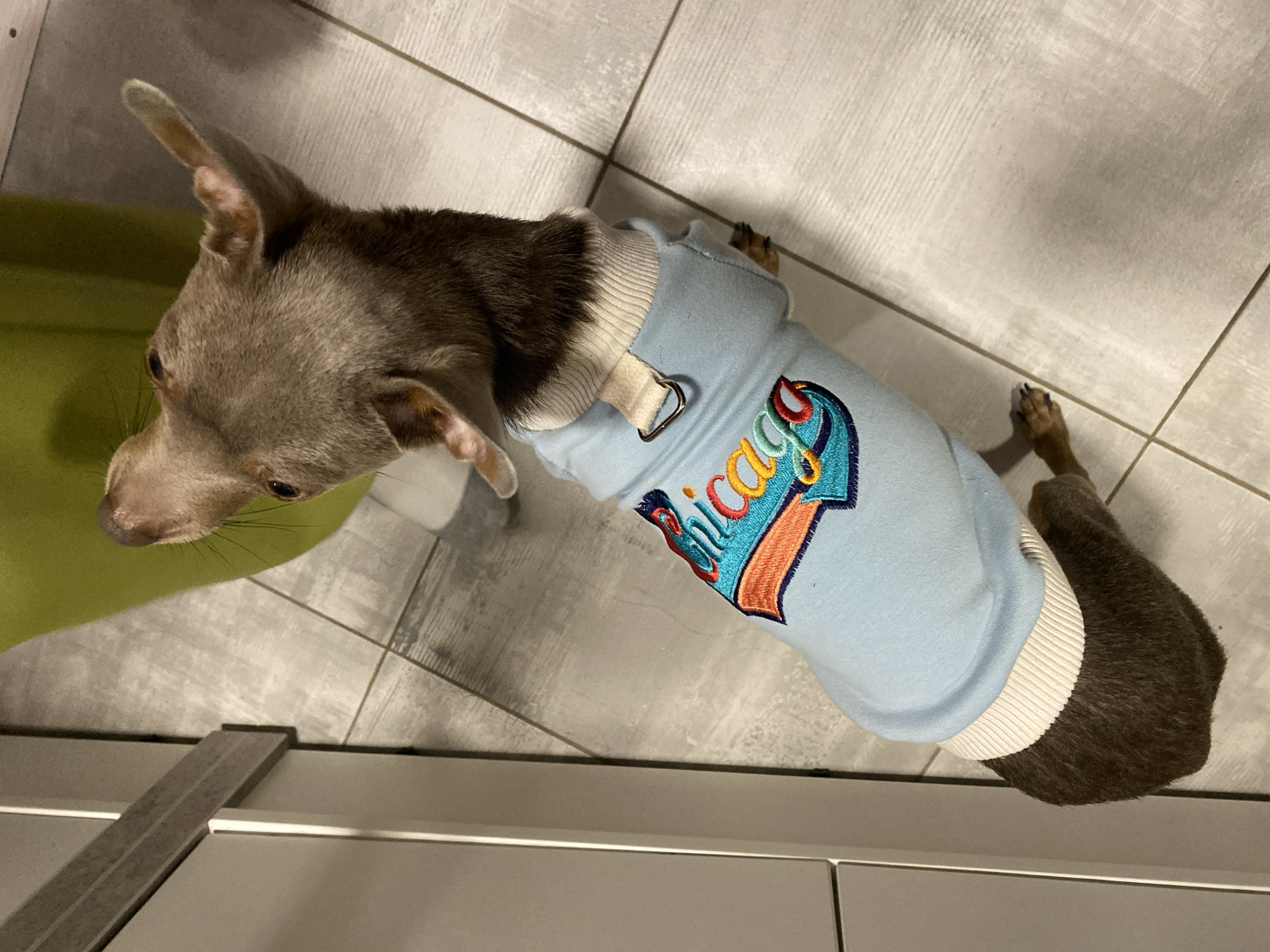 Dog in Chicago sweater spotted on tiled floor in Russia