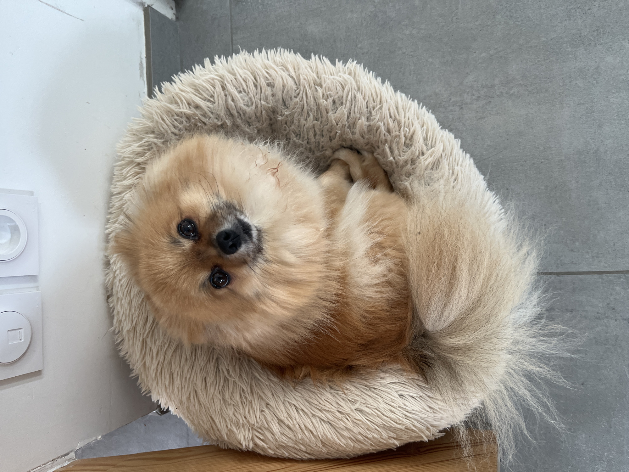 Woman documents quiet evening moments with Pomeranian in France