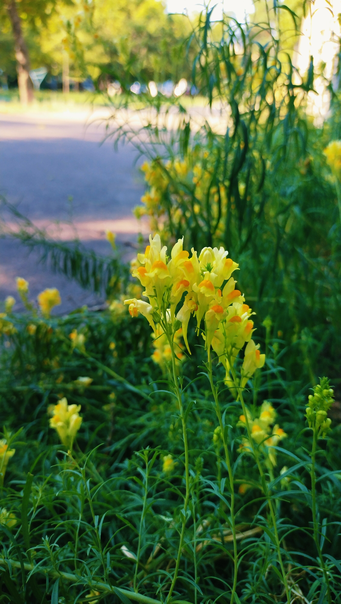Late summer morning in Horishni Plavni, flowers, fauna, and faith