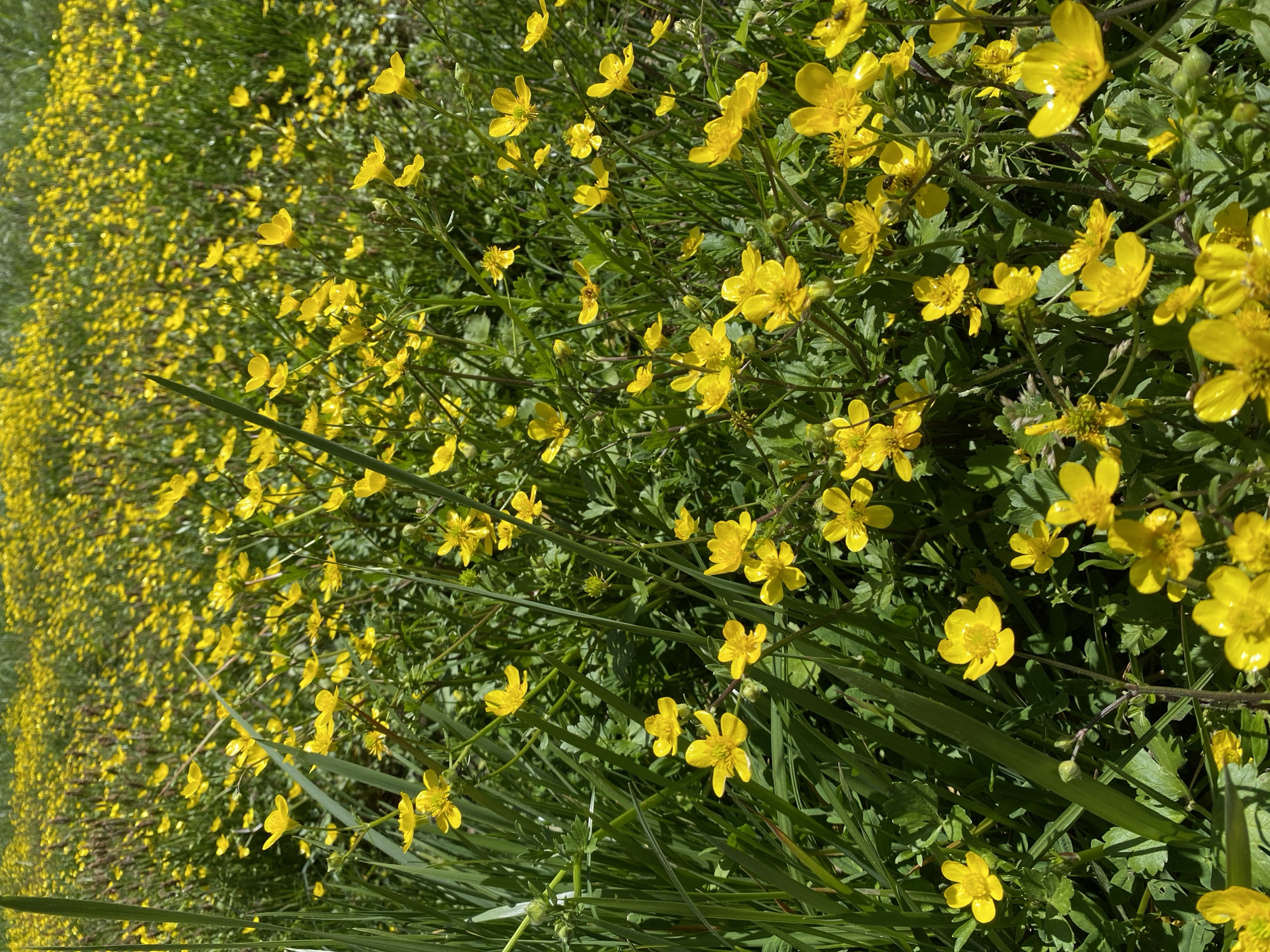 Spring buttercups bloom in Montenegro countryside field