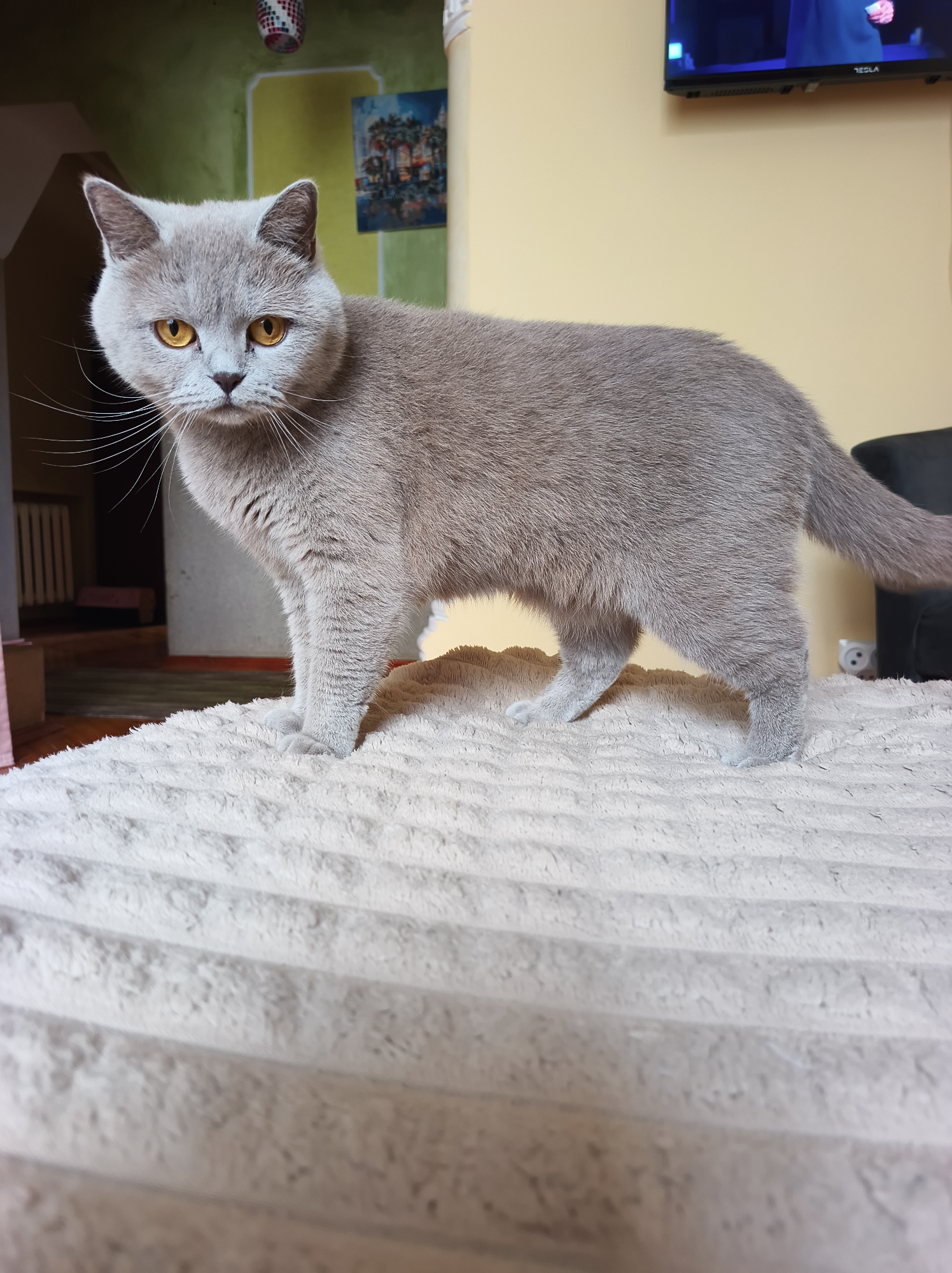 Gray British Shorthair cat documented in Ternopil home