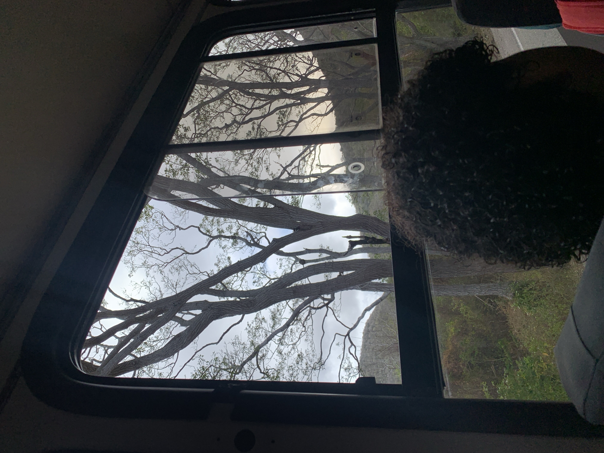Bus passenger captures tree view in Tacarigua, Venezuela