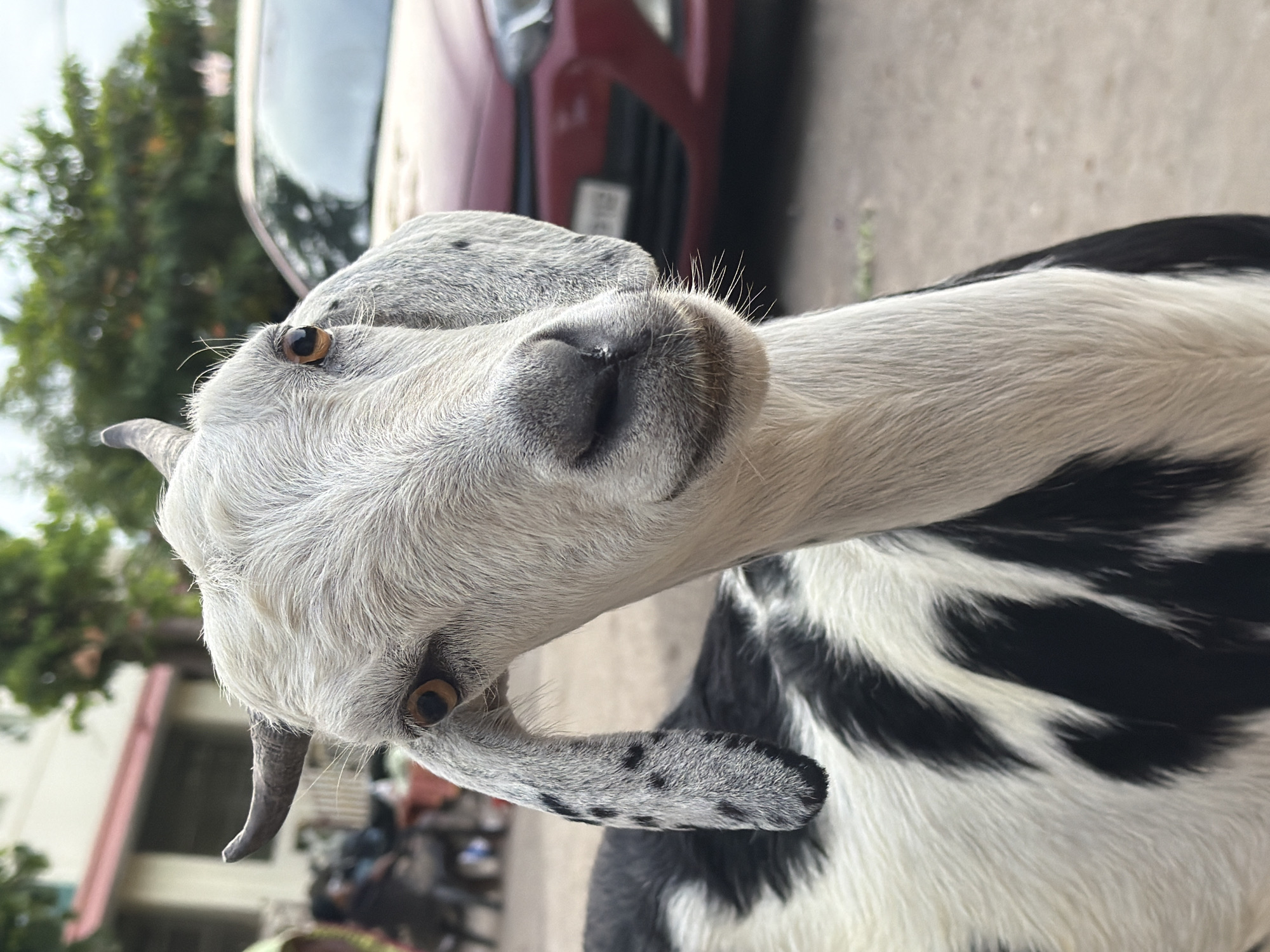 Goats outside a Tamil Nadu temple gopuram