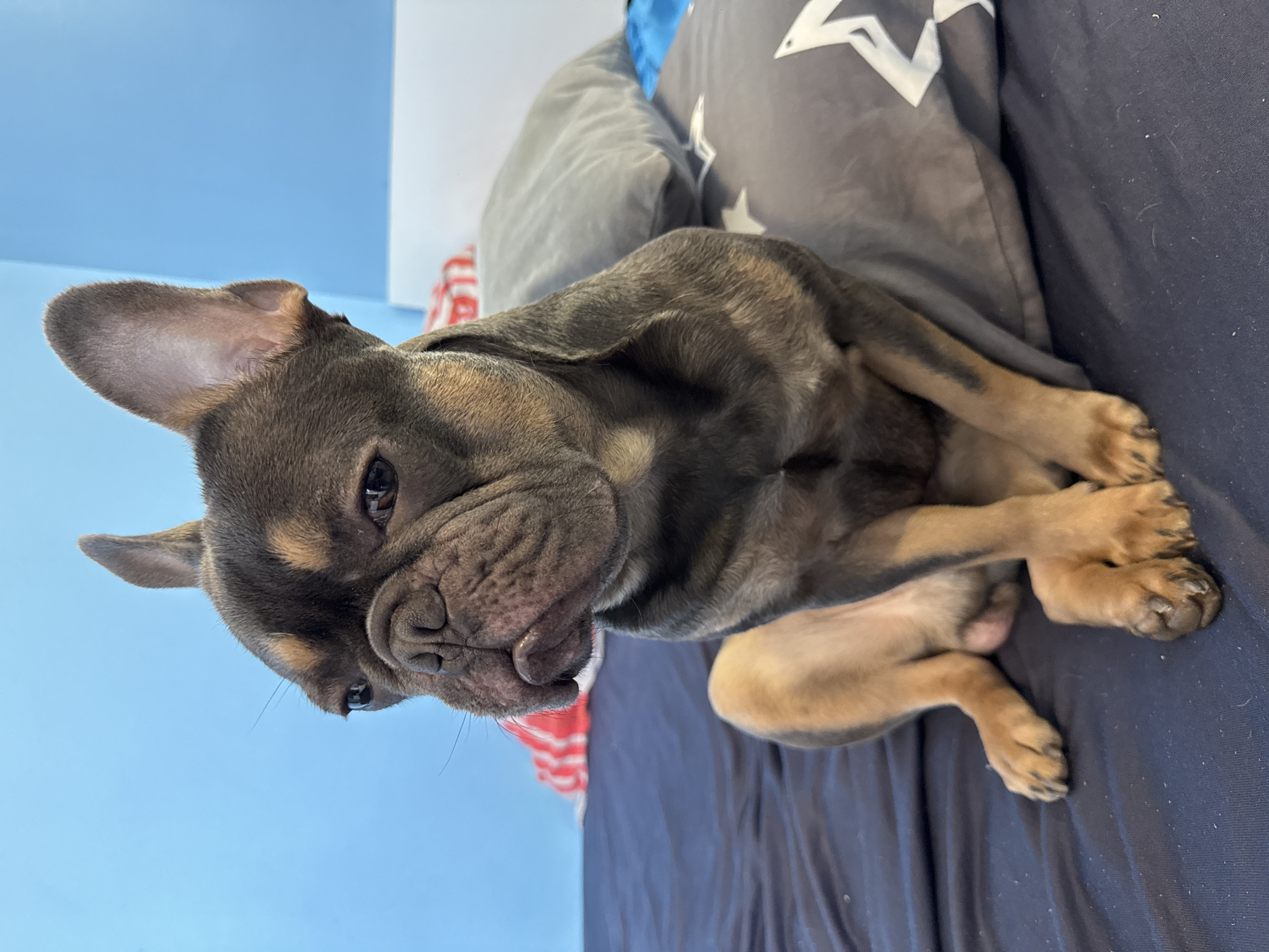 French Bulldog puppy photographed multiple times in Burgas, Bulgaria