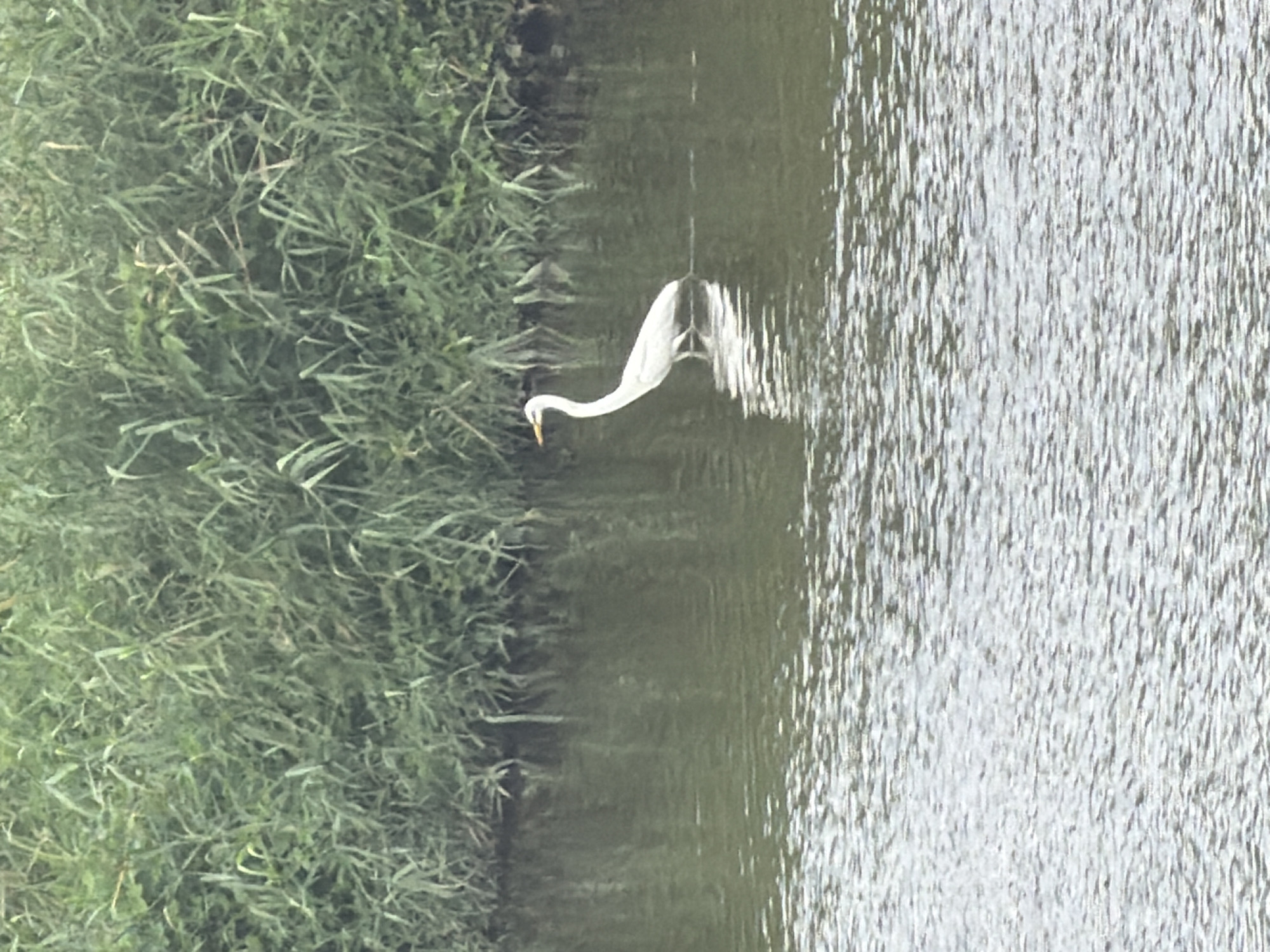 Egret in a calm Dongducheon river, surrounded by summer reeds