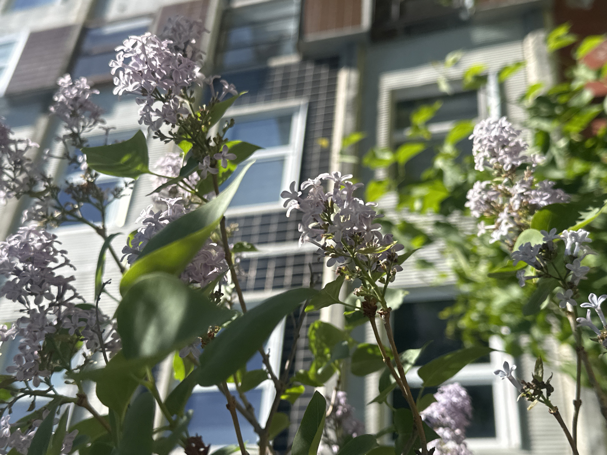 Spring blooms documented during peaceful moment in Riga parks