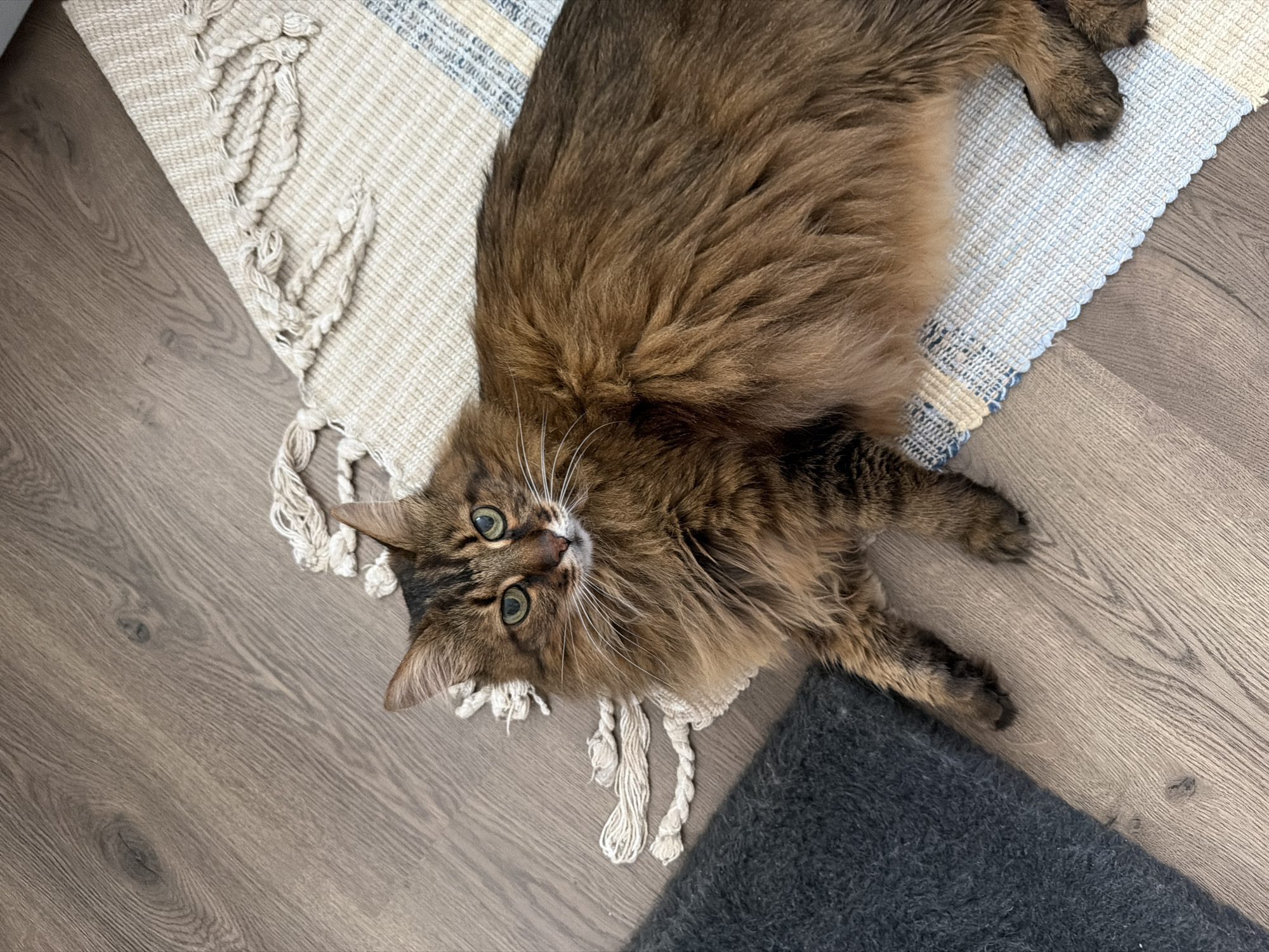 Brown tabby cat relaxes and grazes on fresh grass in Kyiv apartment