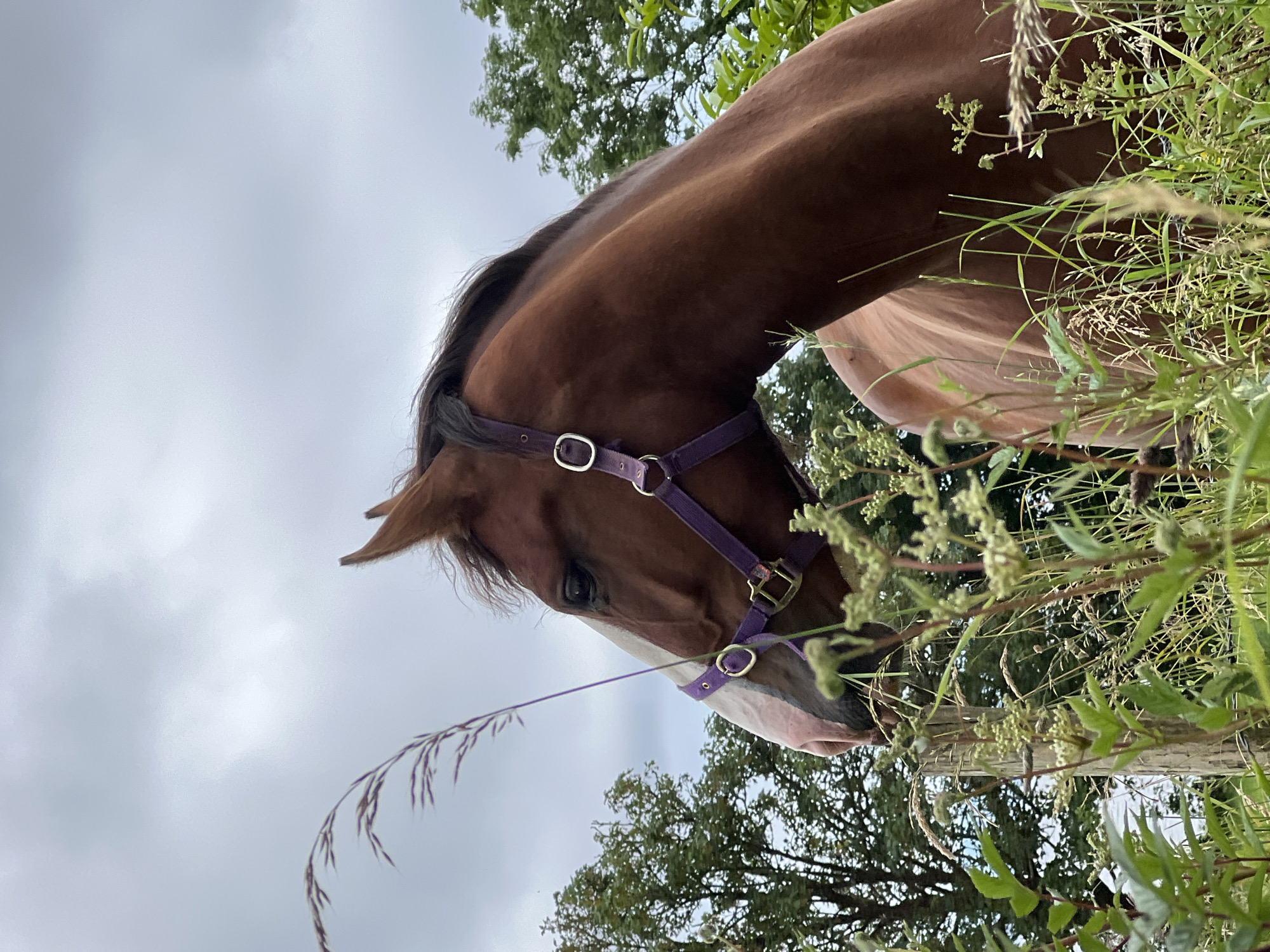 Morning with a horse in a hydrangea-edged field, Mountcharles
