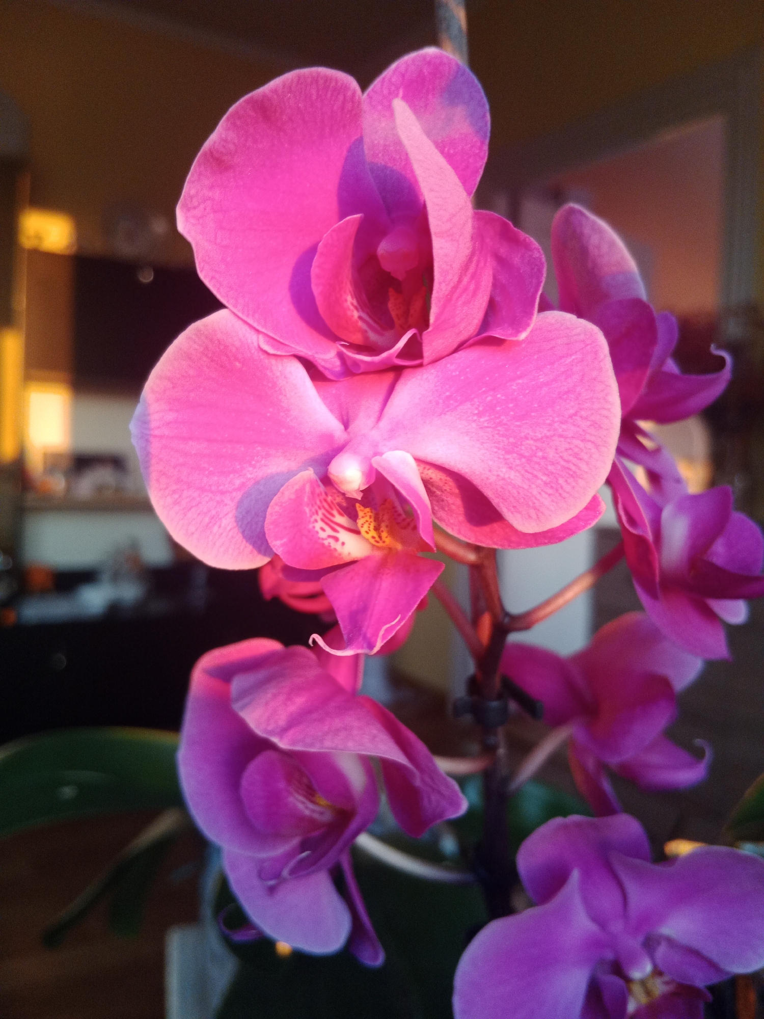 Orchids in bloom, photographed up close in Bydgoszcz