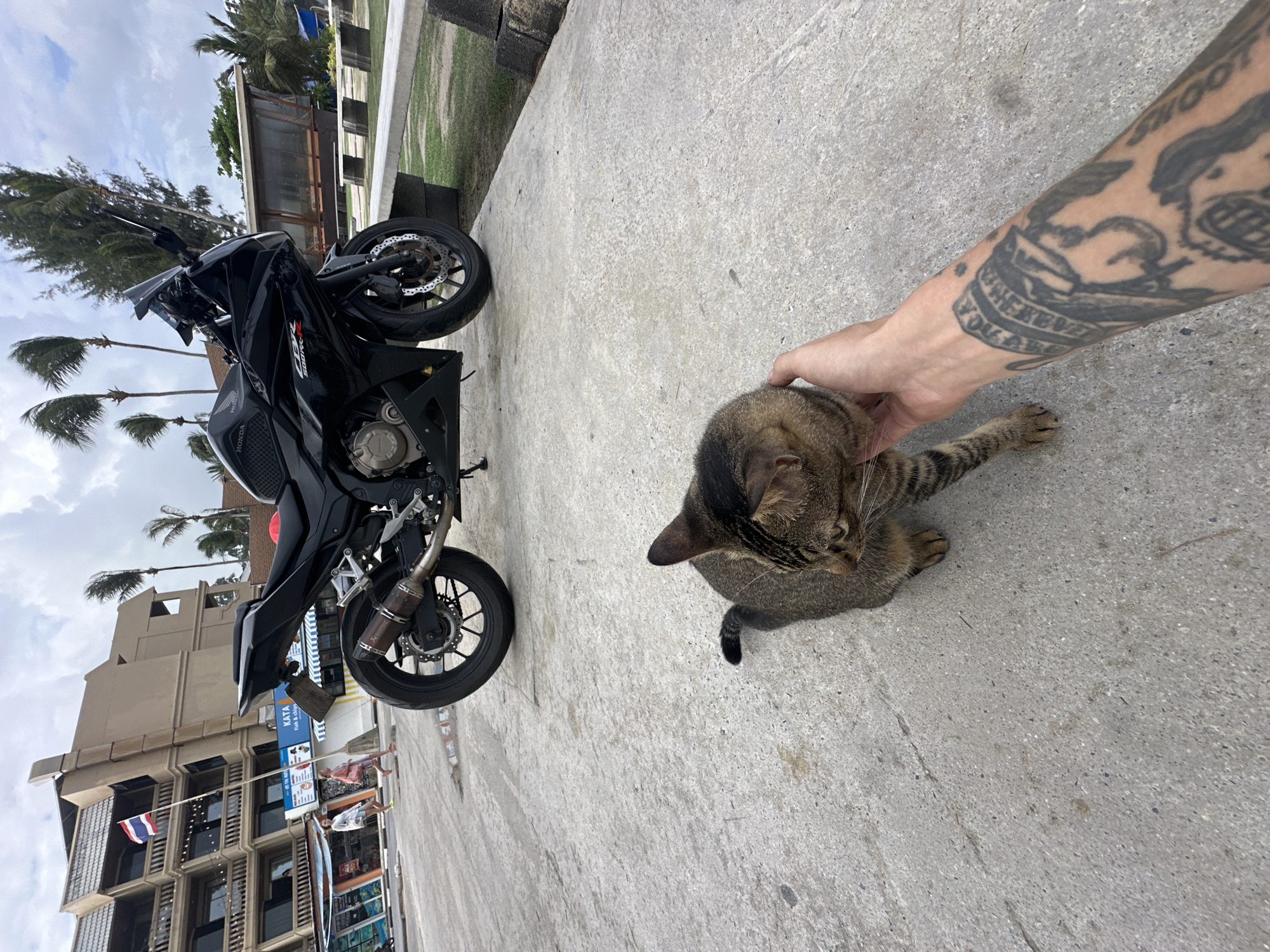 Street cat encounter in Karon, Thailand
