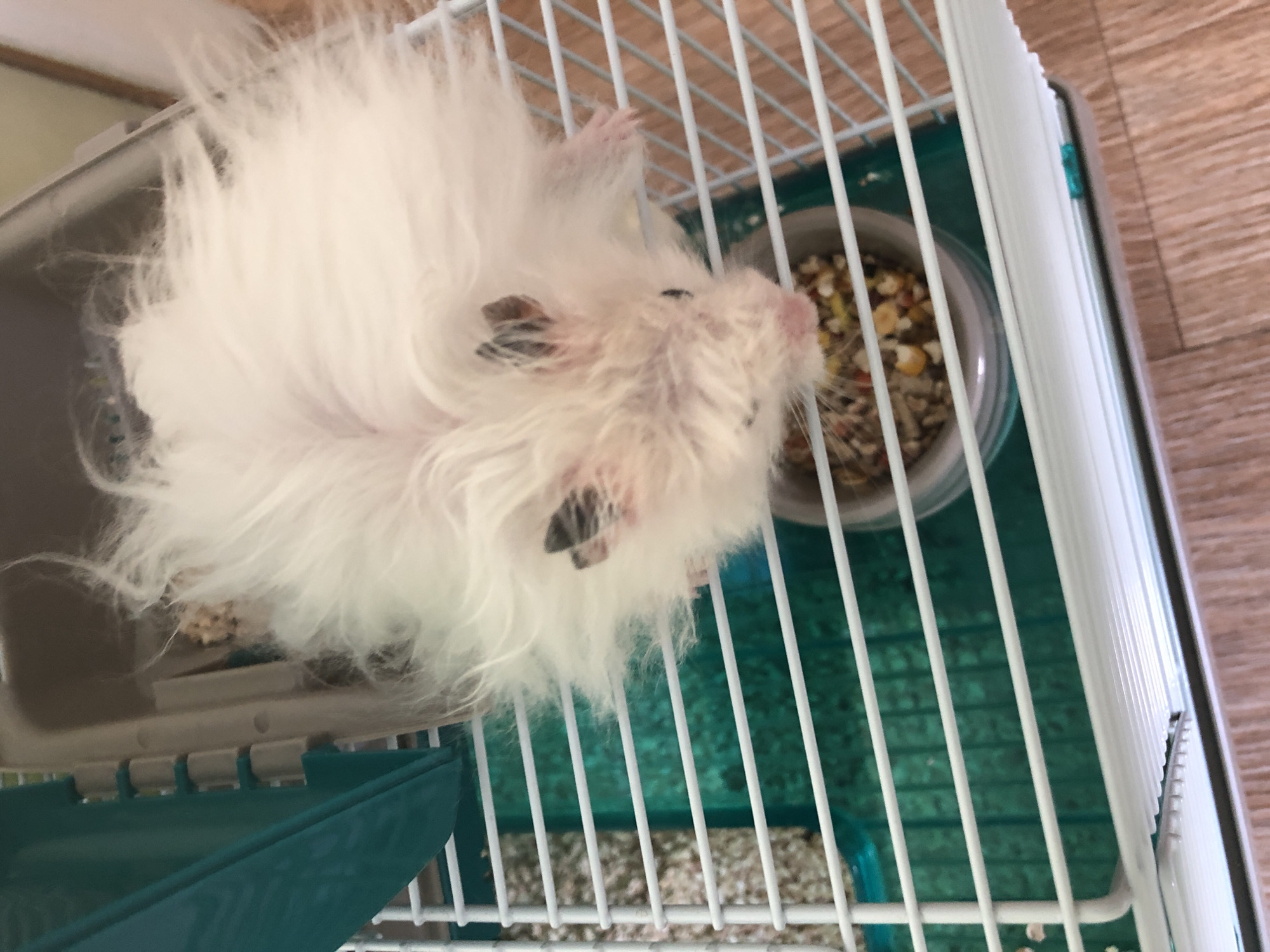 Hamster life and street scenes from Solikamsk on a June morning