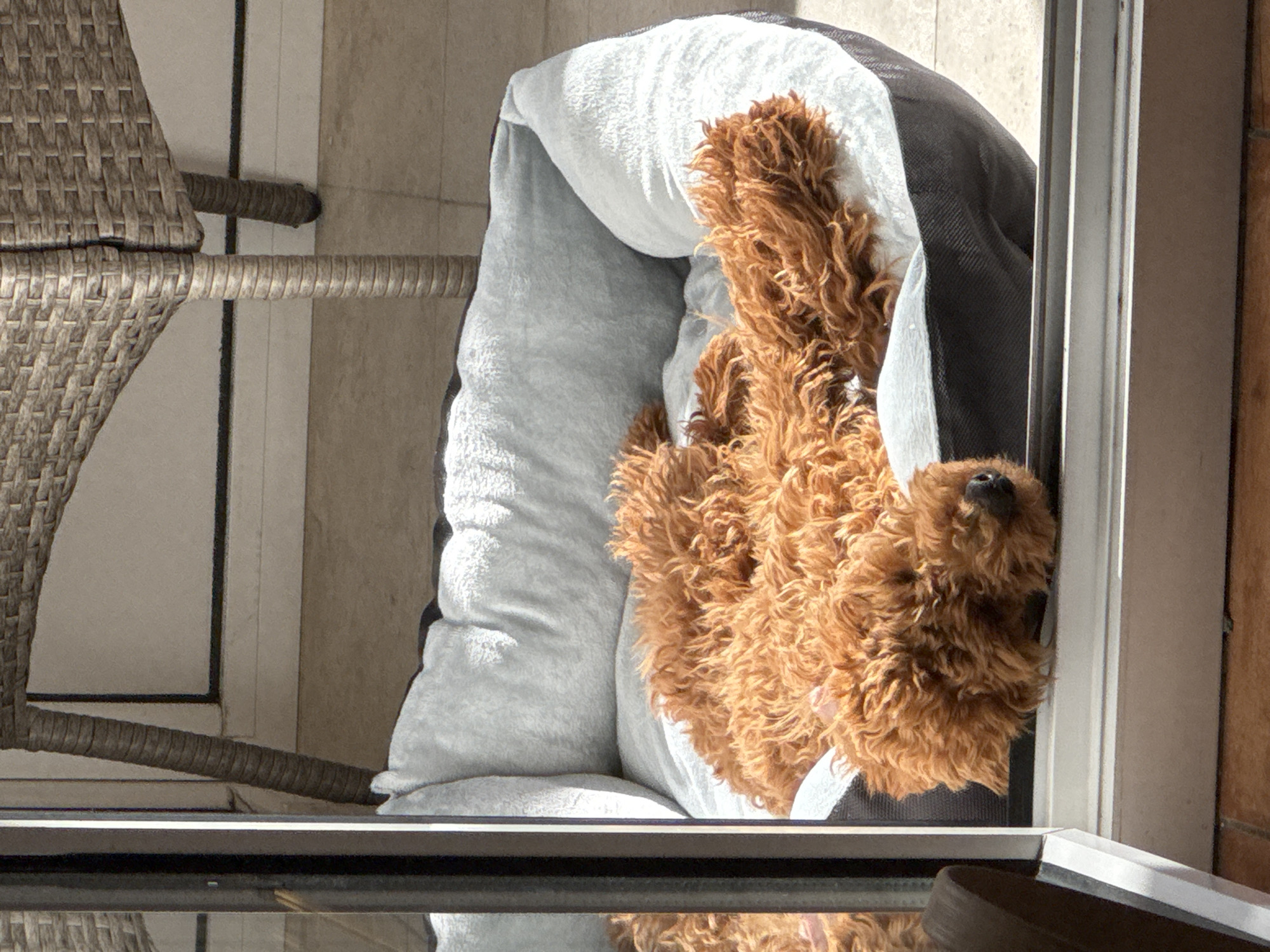 Curly-haired dog rests peacefully in bed, Sutomore Montenegro morning