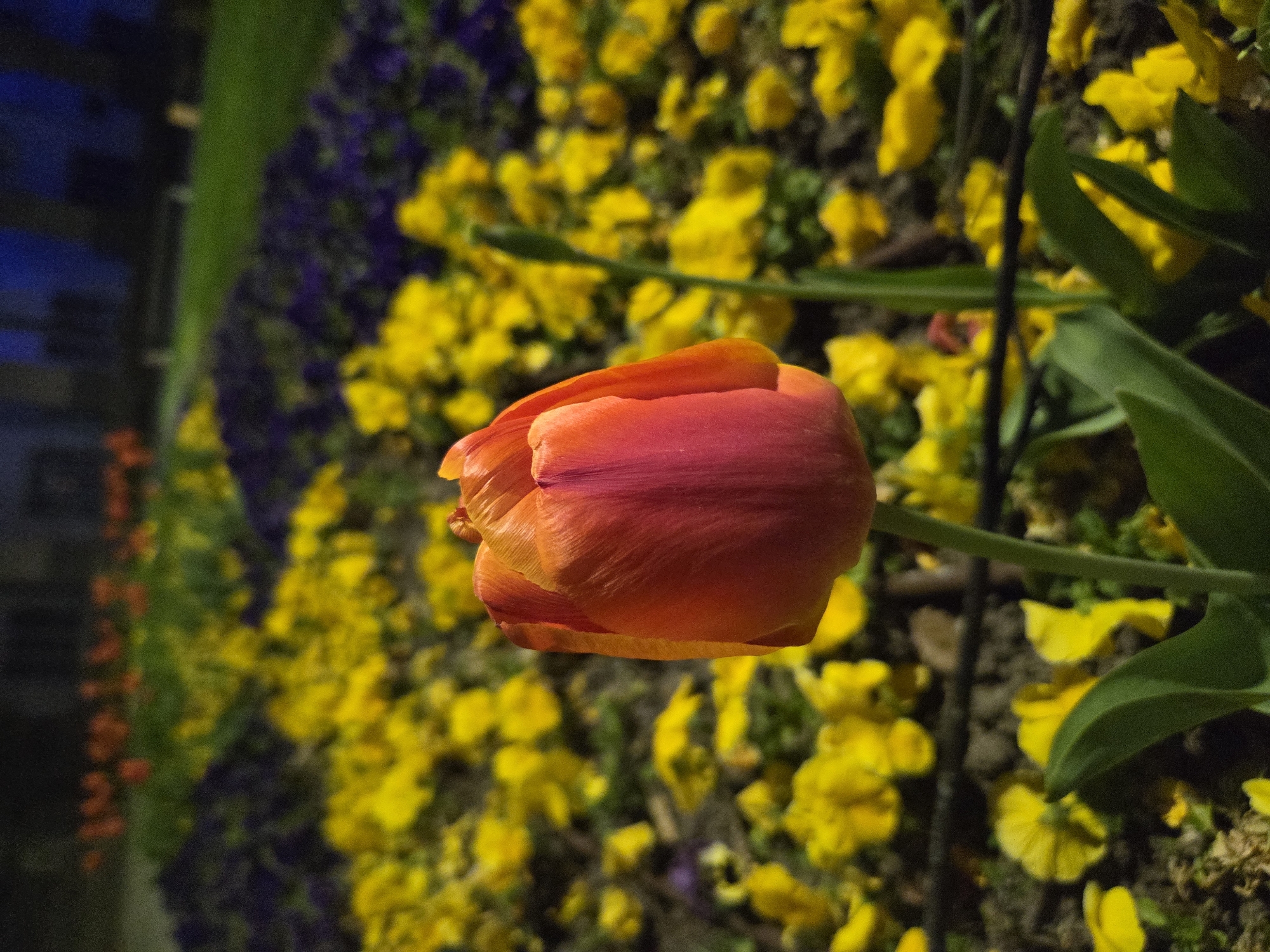 Spring flower displays illuminate Pleven's public spaces with Easter decorations