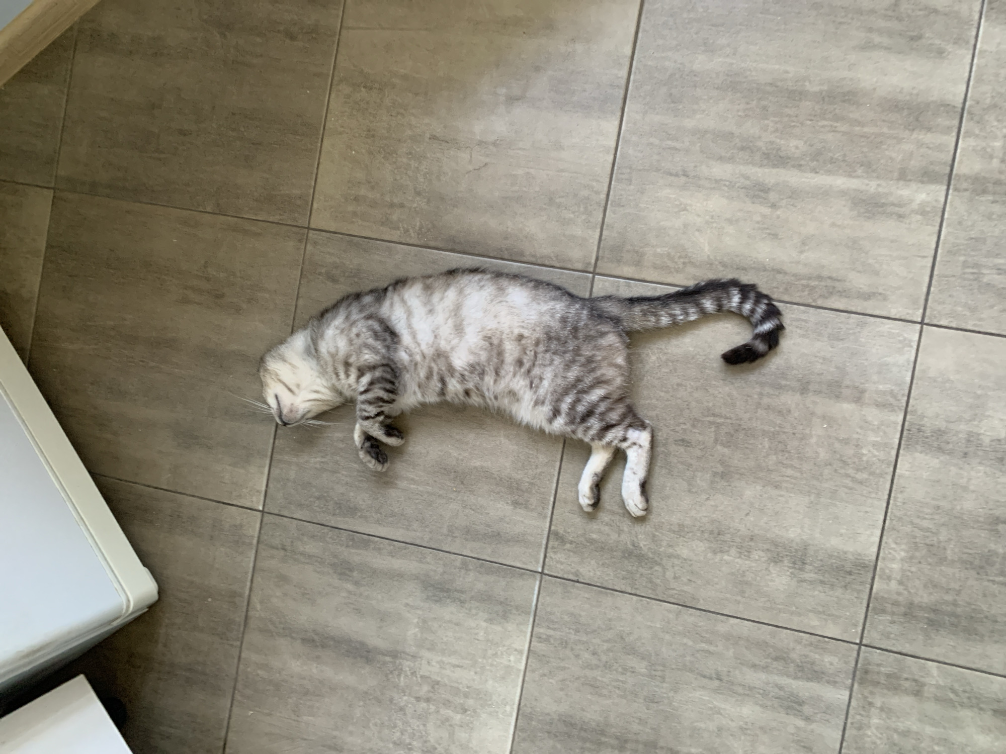 Tabby cat naps on sunny patio beside a ripe raspberry garden