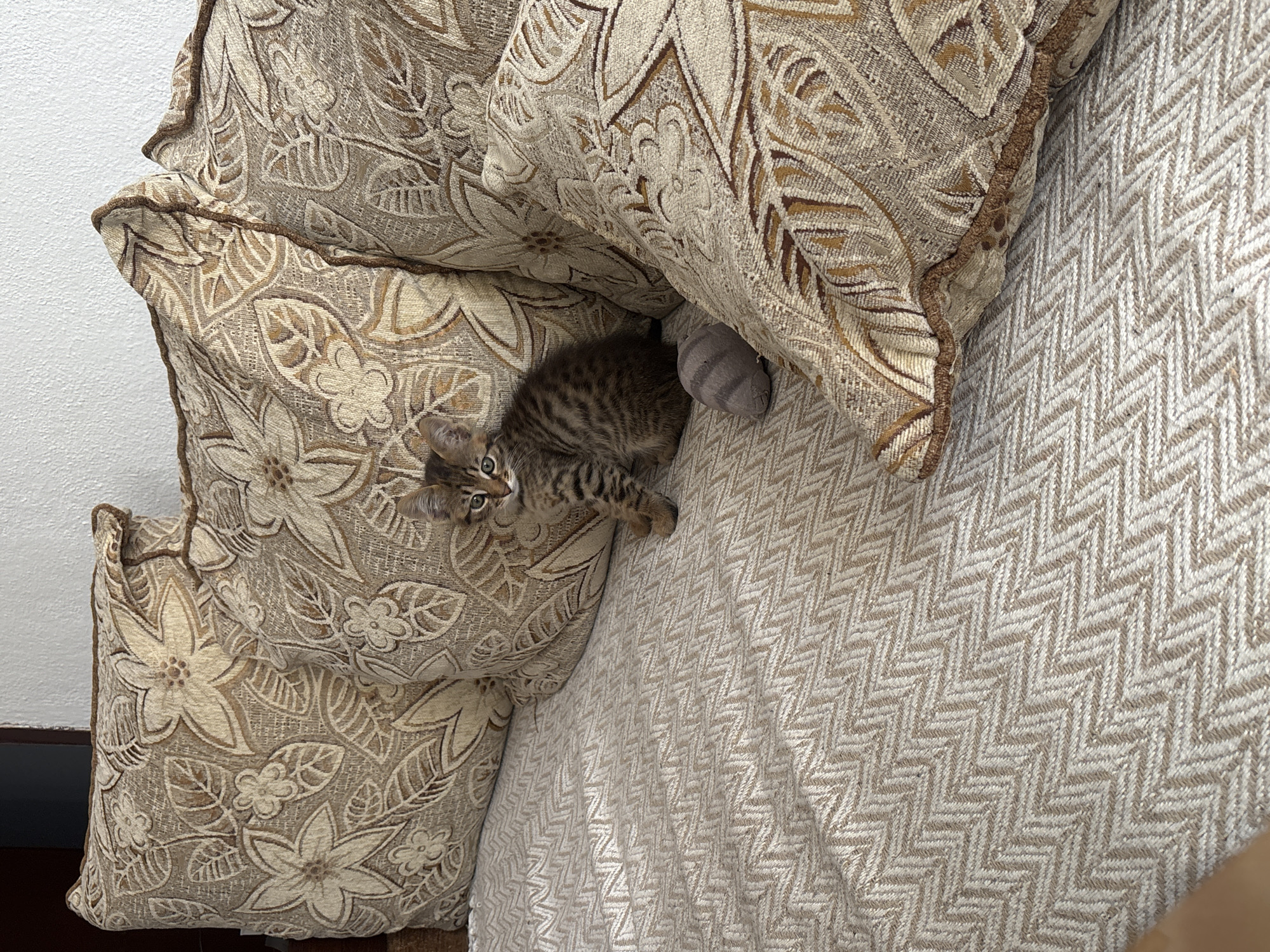 Tabby kitten on home furniture in Radilovo, Bulgaria