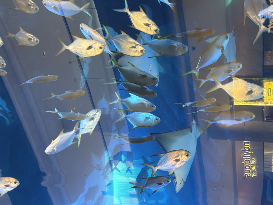 Large aquarium display attracts visitors at Dubai shopping center