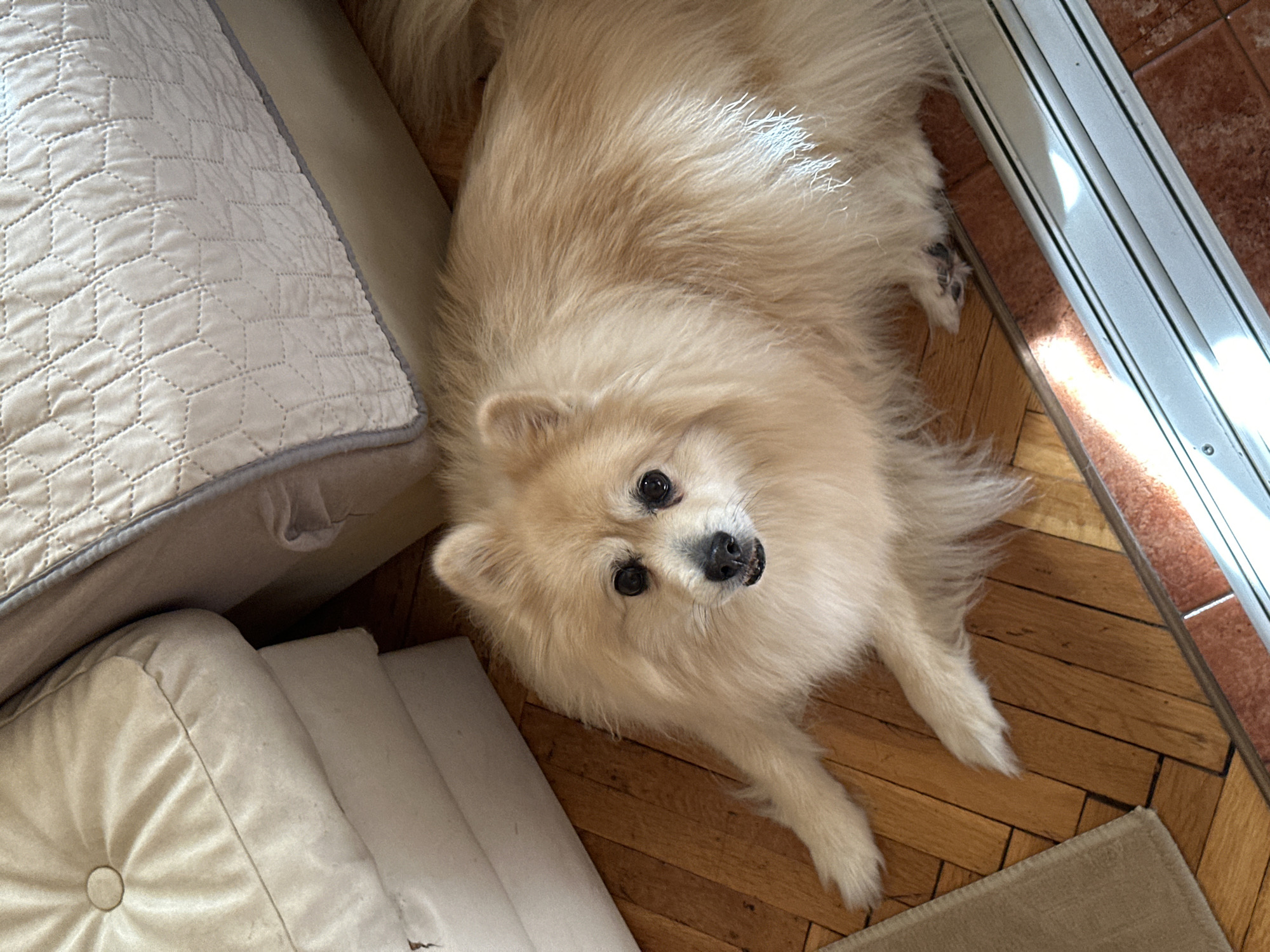 Pomeranian dog spotted multiple times in Dimitrovgrad home