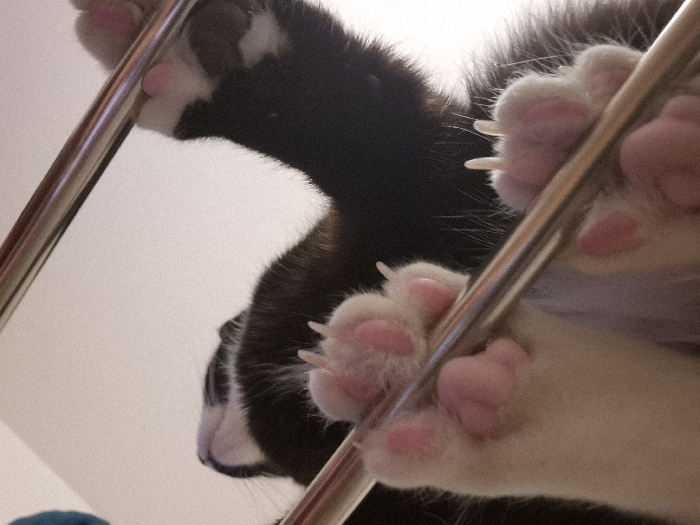 Black and white cat plays on drying rack in Strasbourg