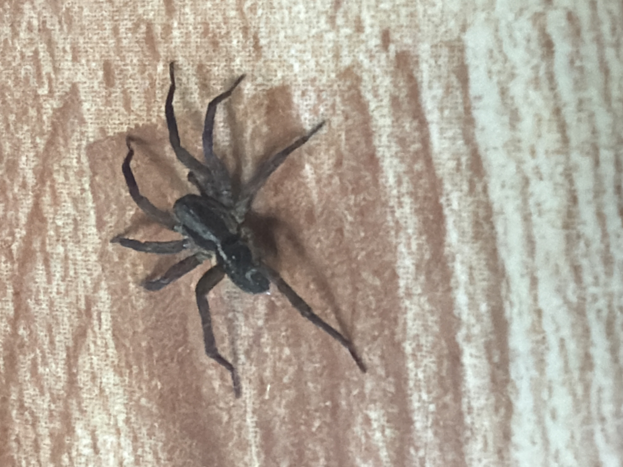 Casual moments documented across Russian towns: spider, portrait