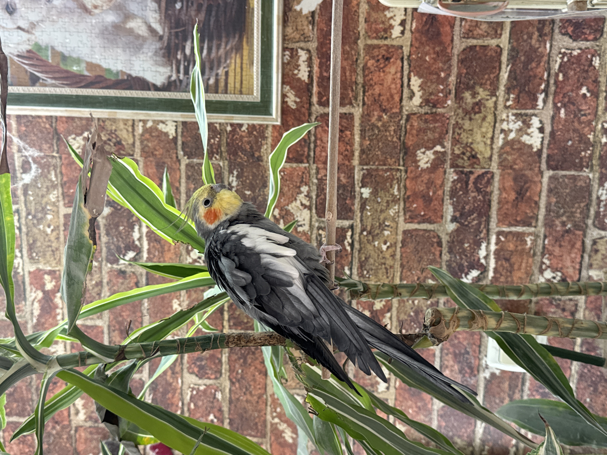 Pets observed in cozy domestic scenes across Plovdiv homes