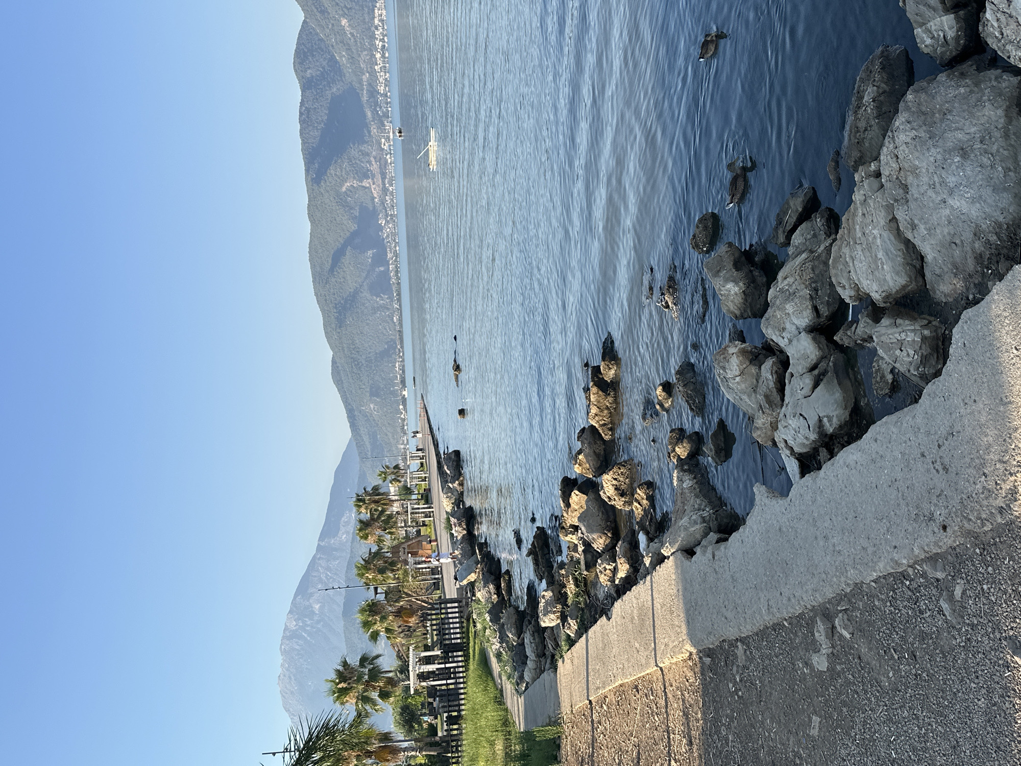 Geese and ducks on a calm Fethiye waterfront