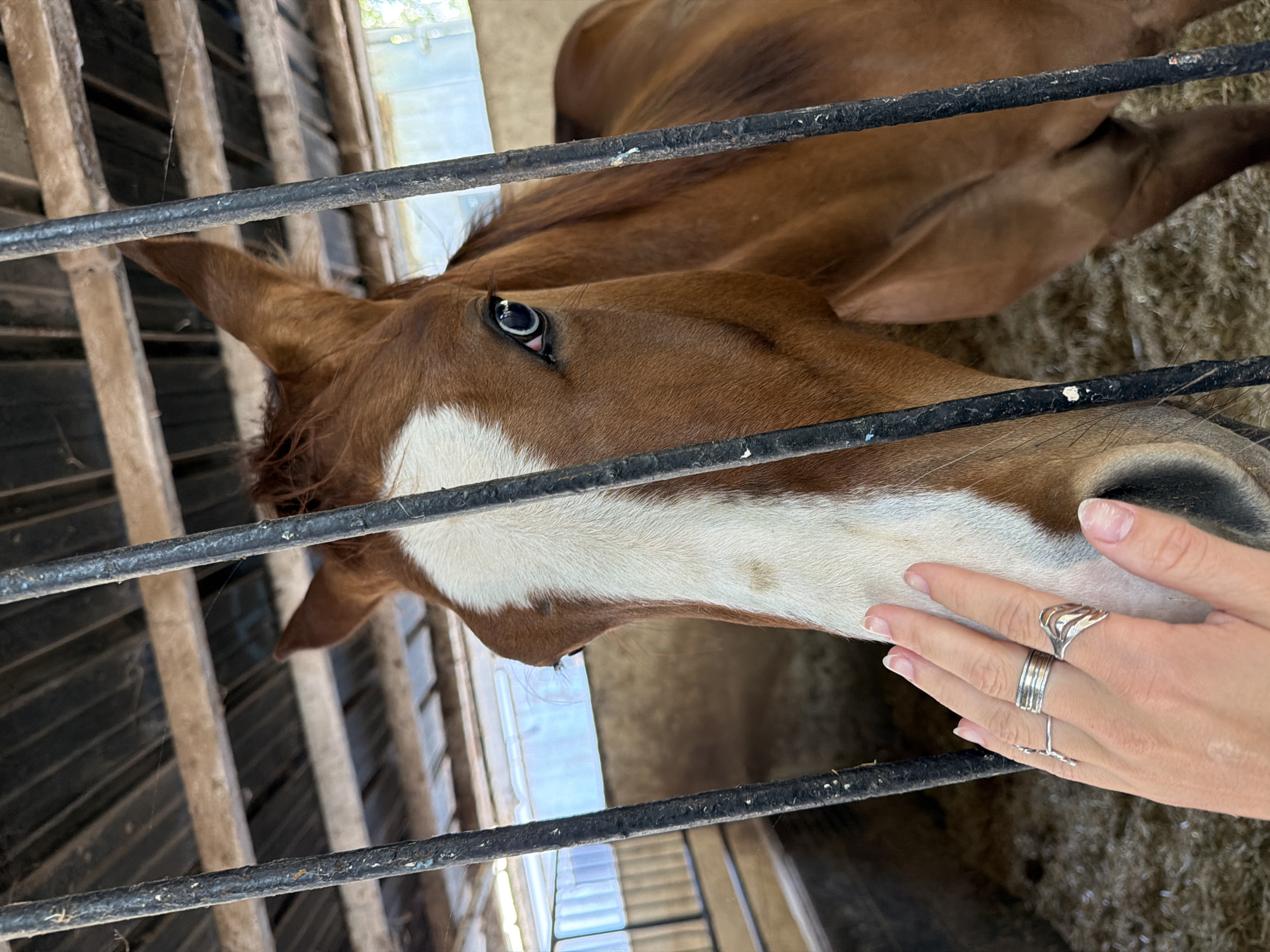 Horse fed carrot at Israeli stable facility