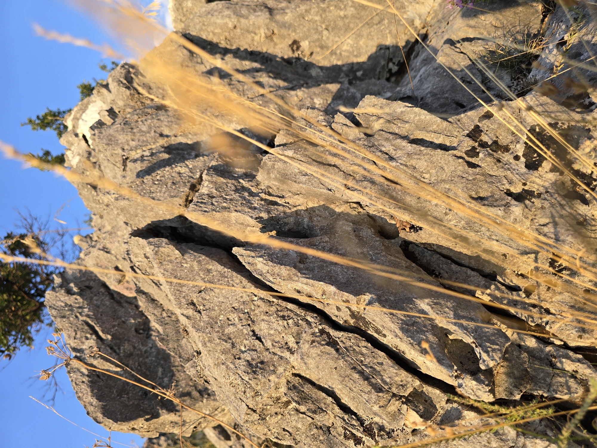 Dog roaming rocky hilltop above Podgorica at sunset