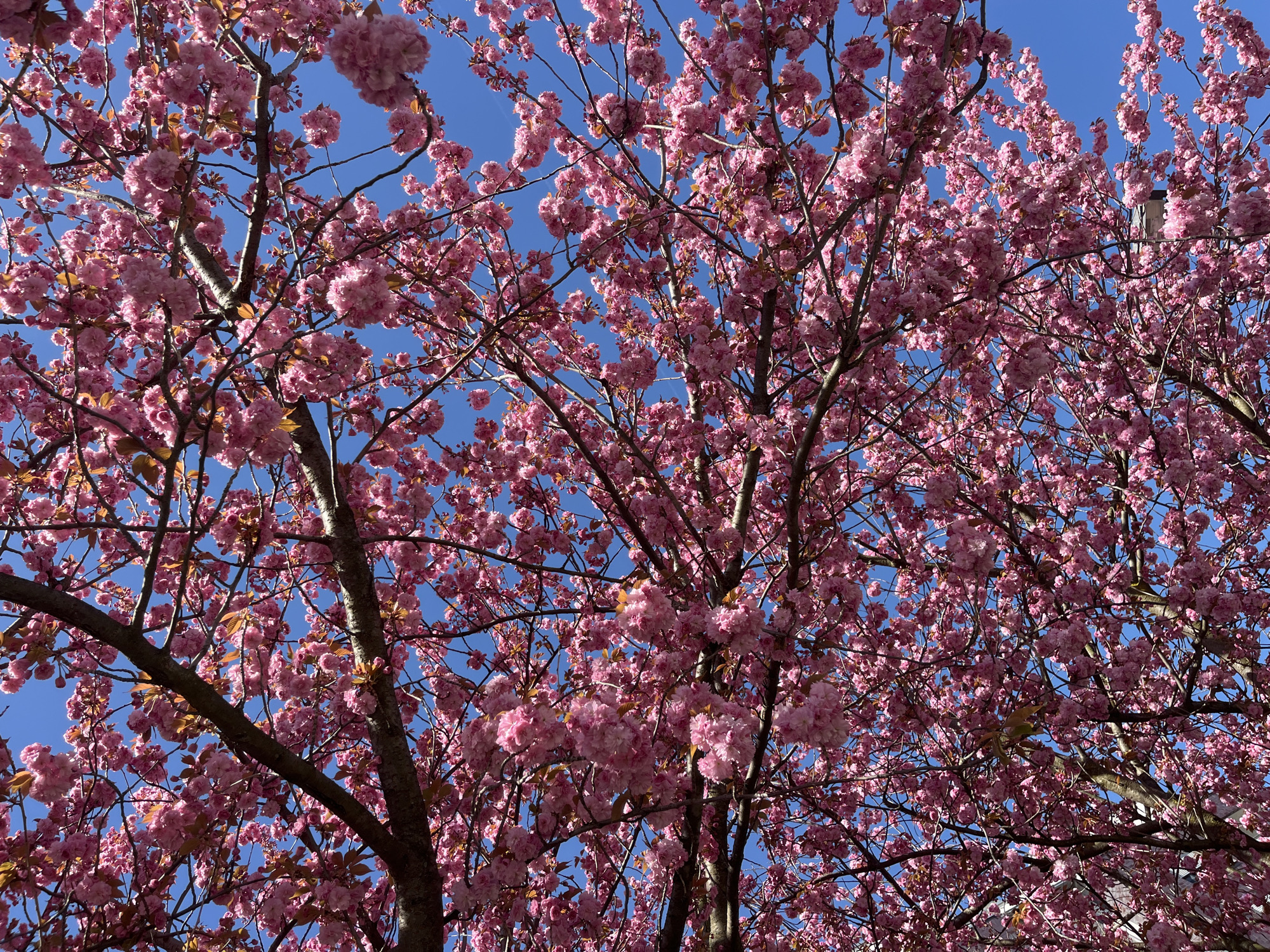 Cherry blossoms reach full bloom along Cologne walkway