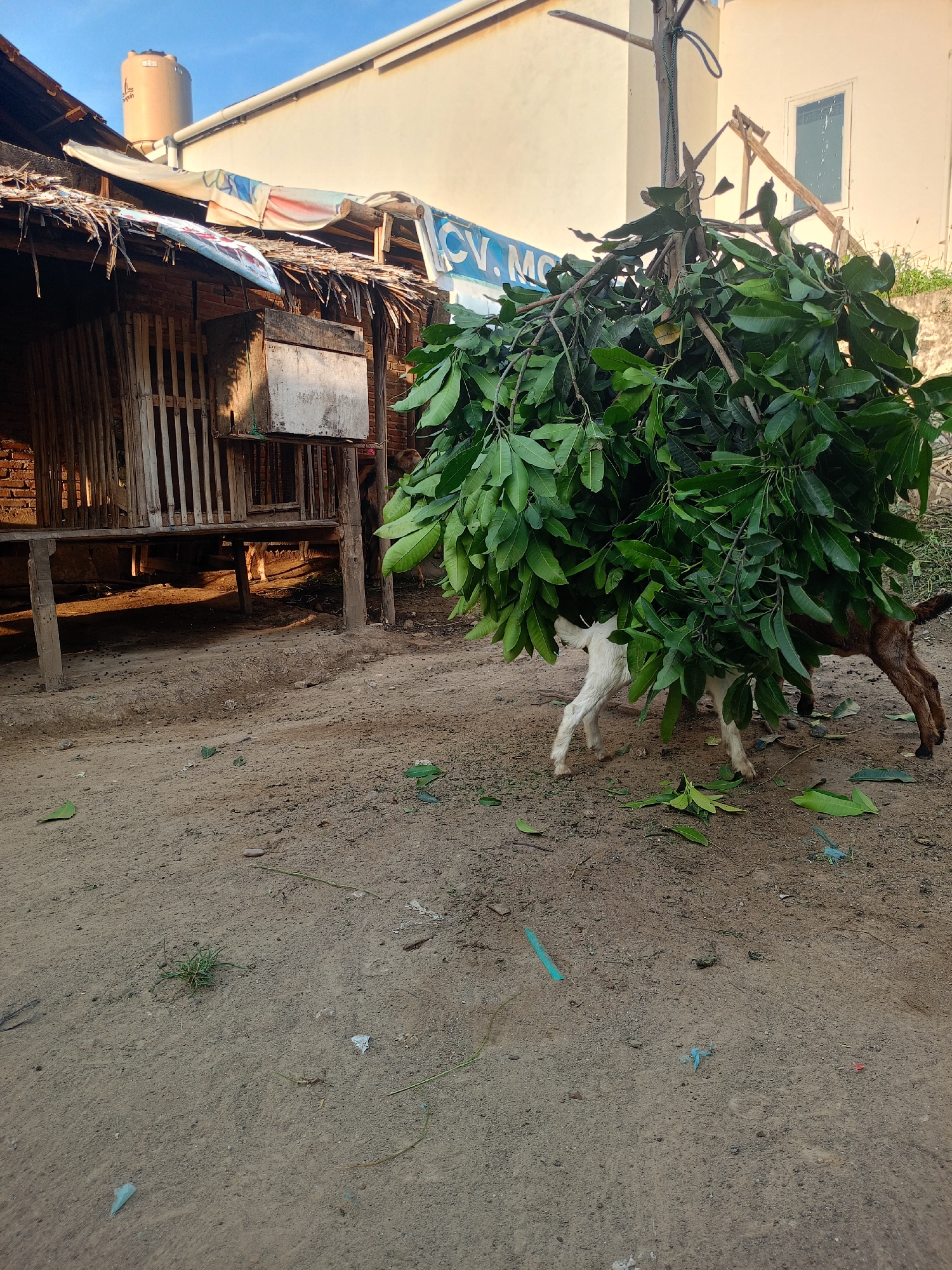 Goats feed from troughs in rural Lhokseumawe farming area
