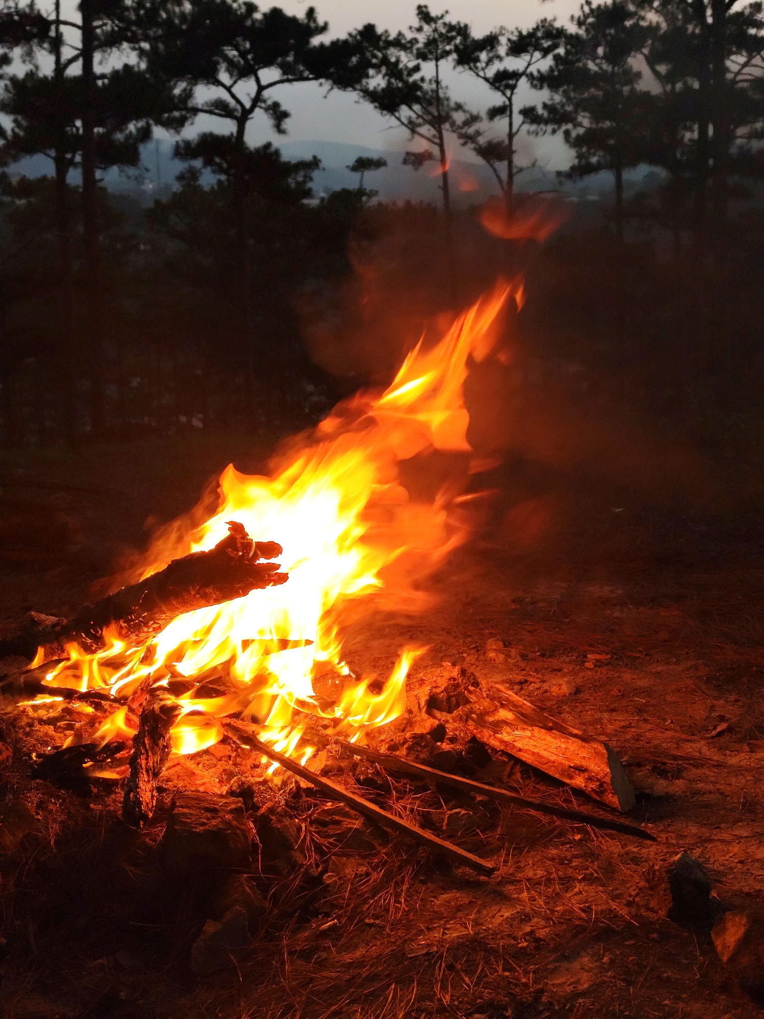 Bonfire burns among pine trees in open area