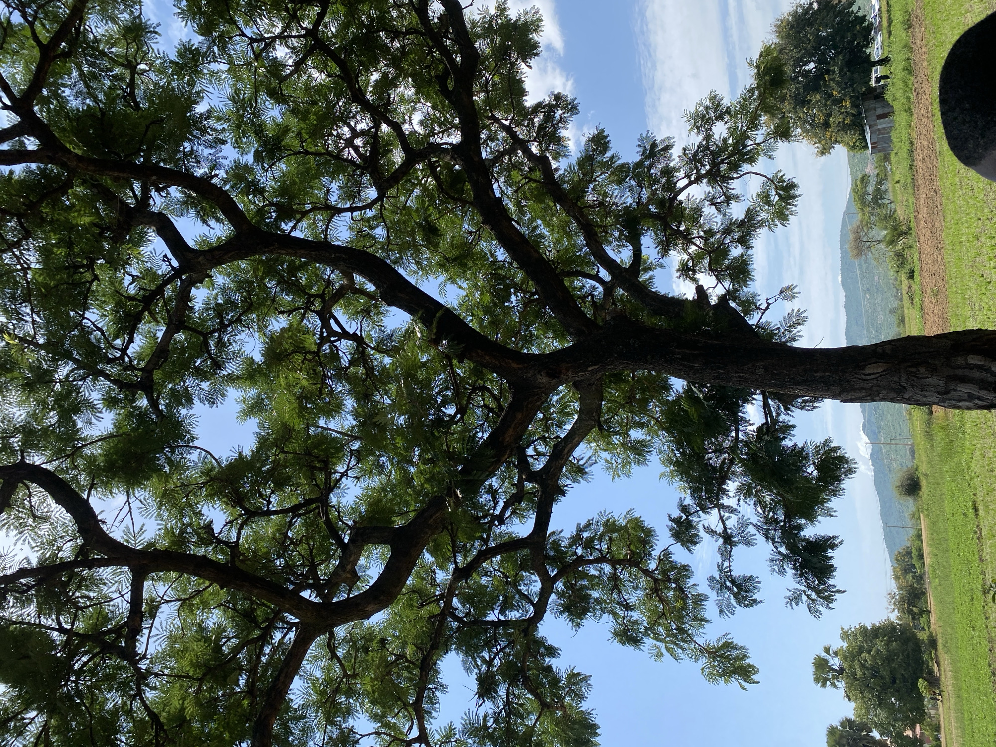 Outdoor gathering under trees at a Jos institutional compound