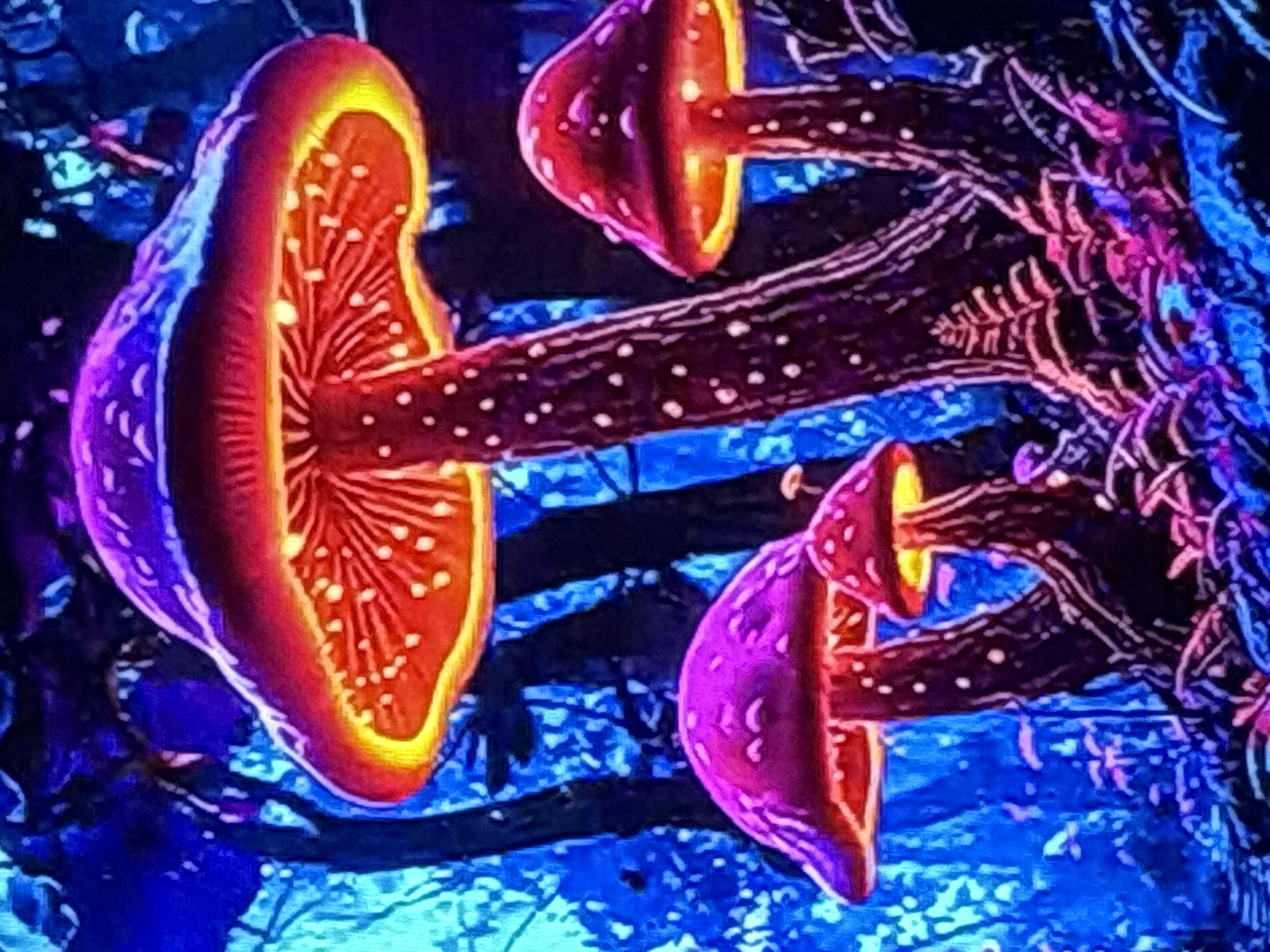 Bioluminescent fantasy mushroom art, Nesebar