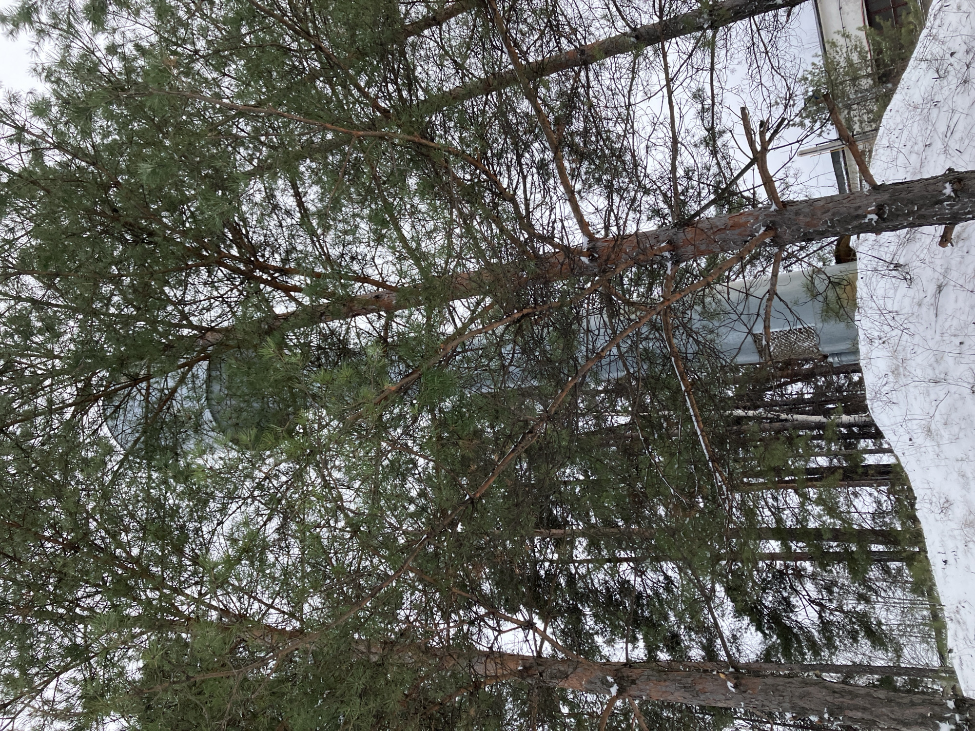 Heavy snow blankets Noviy, Russia in mid-April