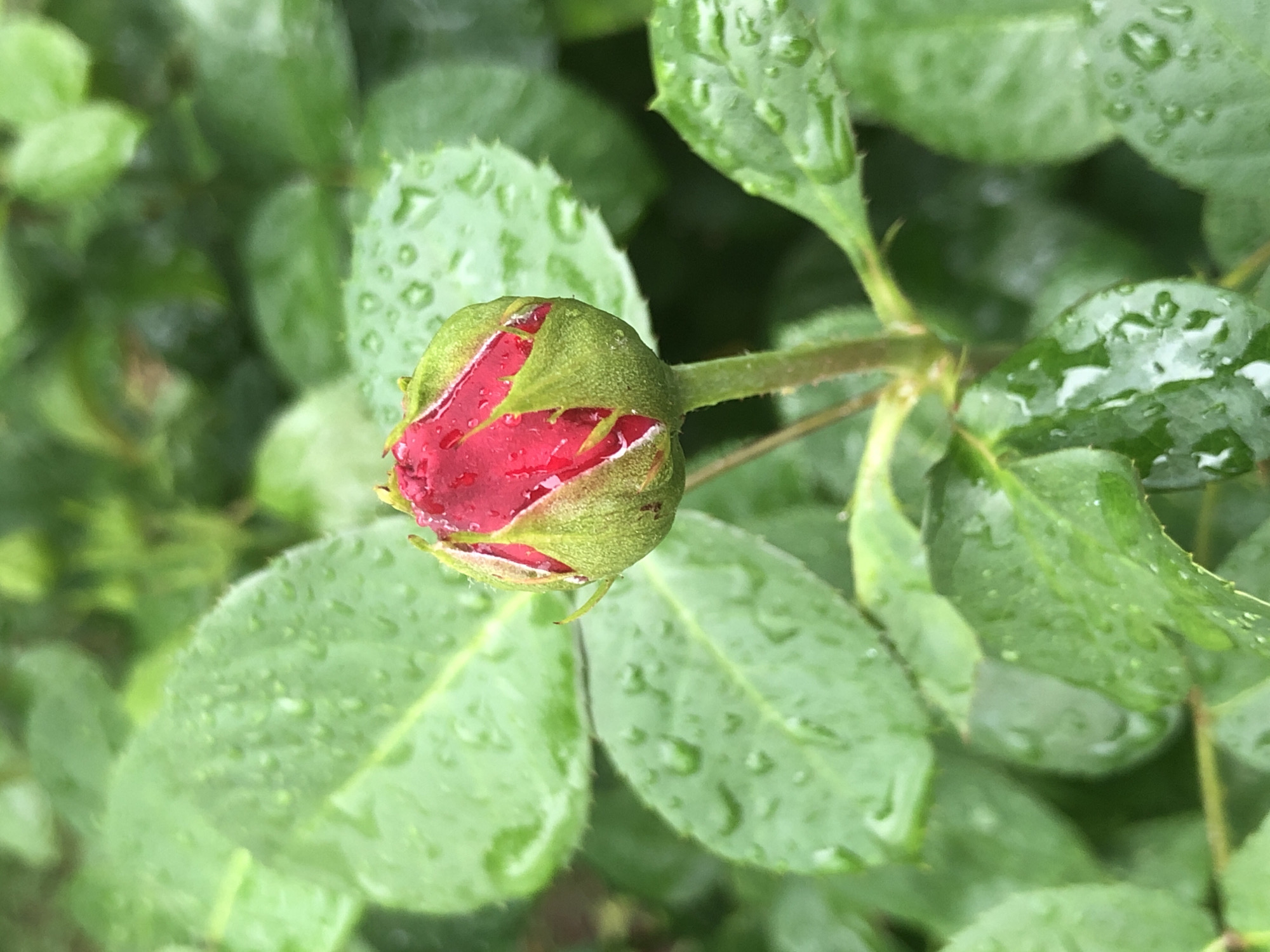 Morning garden macro photography session capturing post-rain dewdrops
