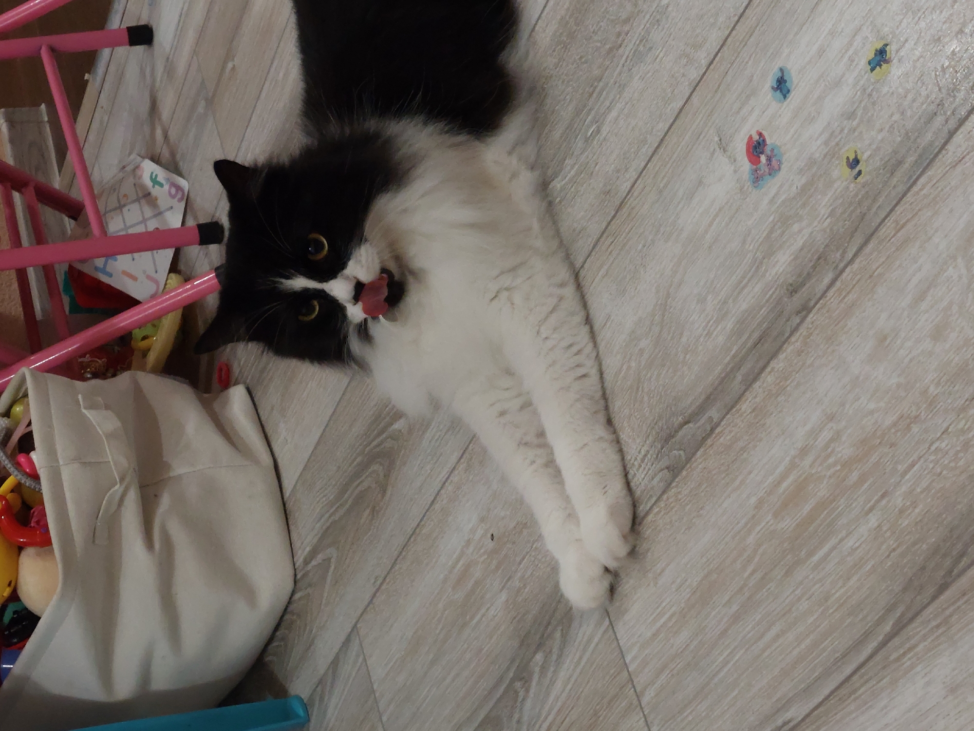 Fluffy black and white cat lounging on a wooden floor in Plovdiv