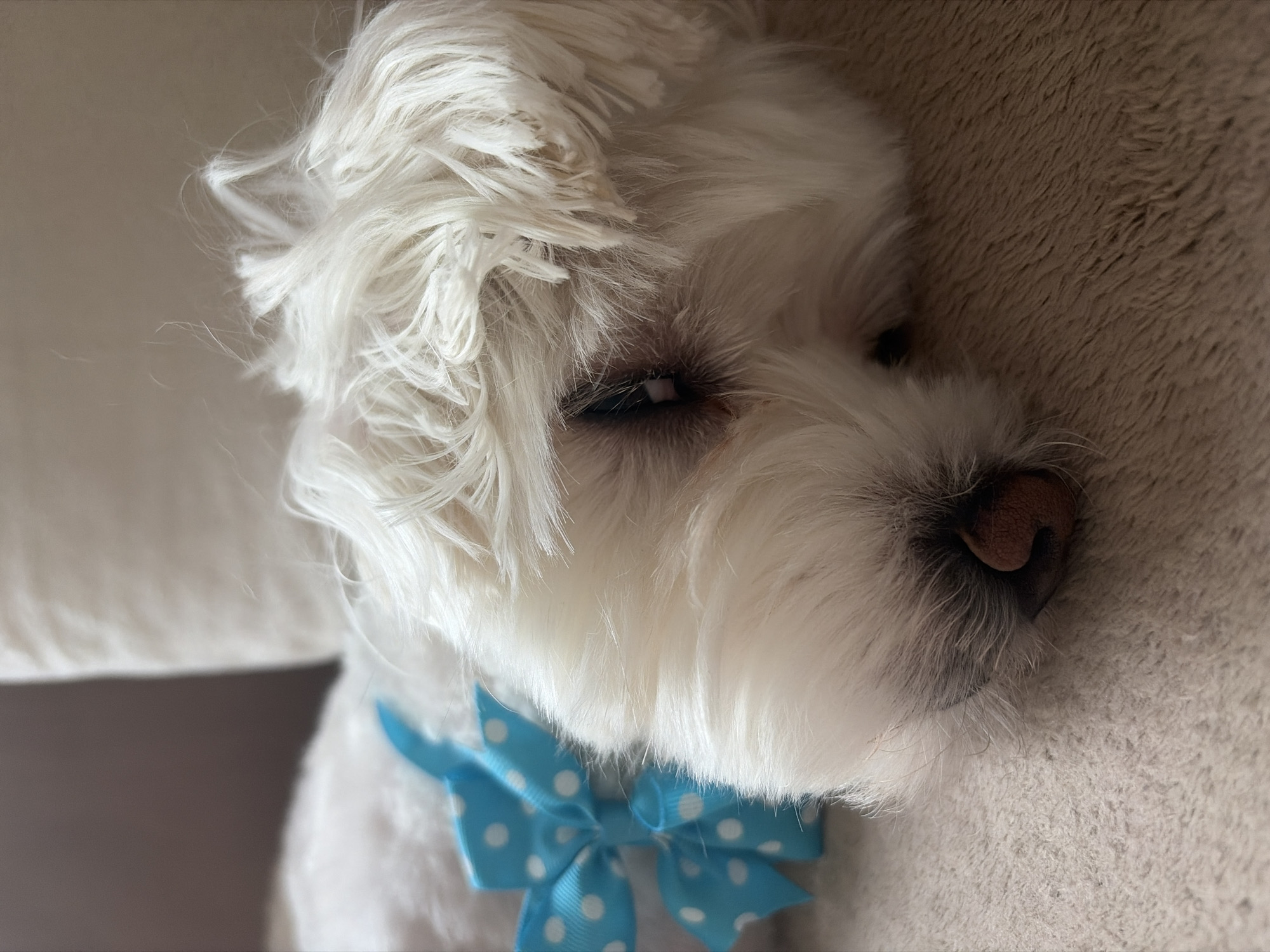 Small white dog photographed wearing bow tie in Sofia