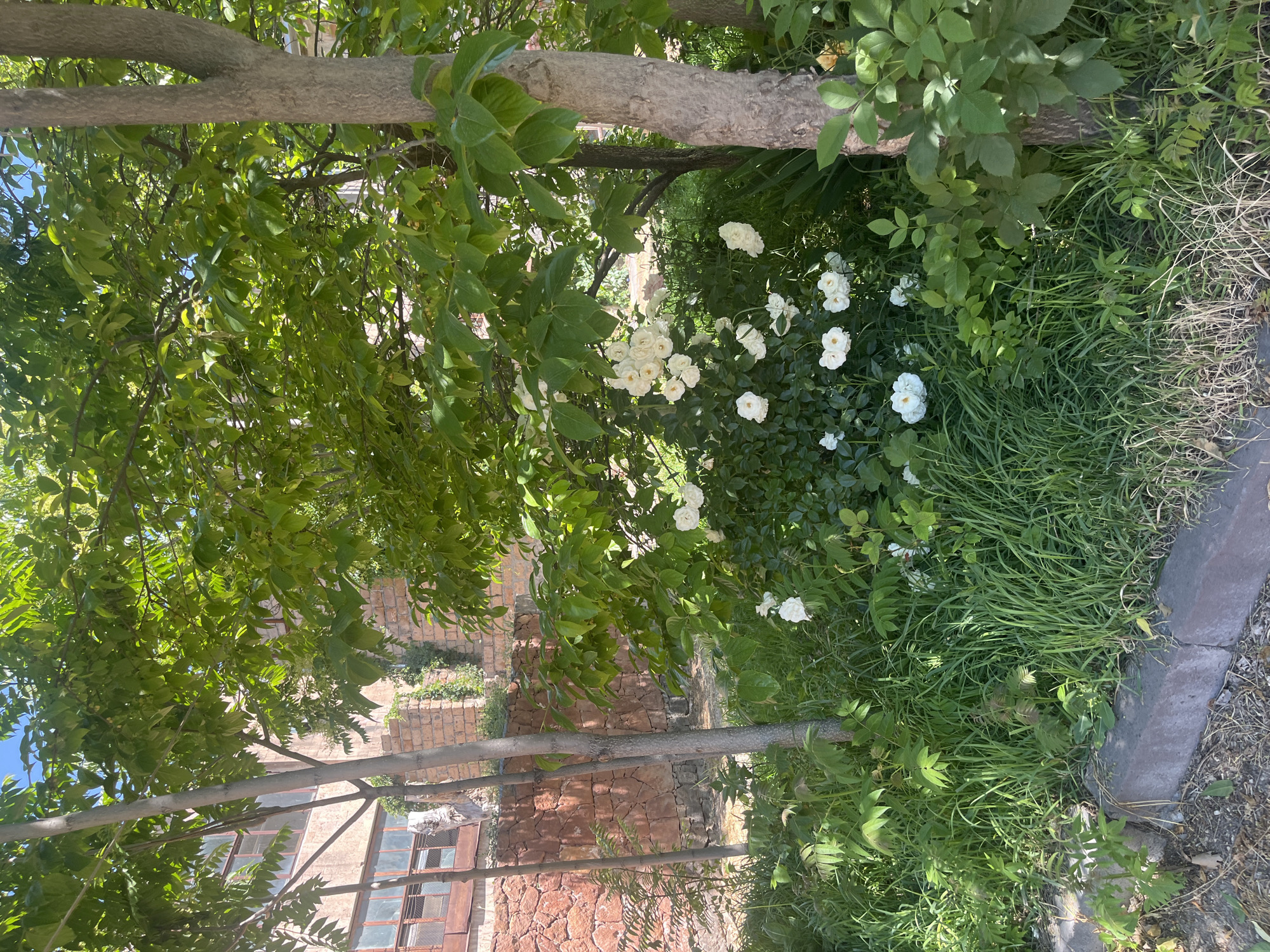 White roses bloom beside stone wall in Gladzor, Armenia