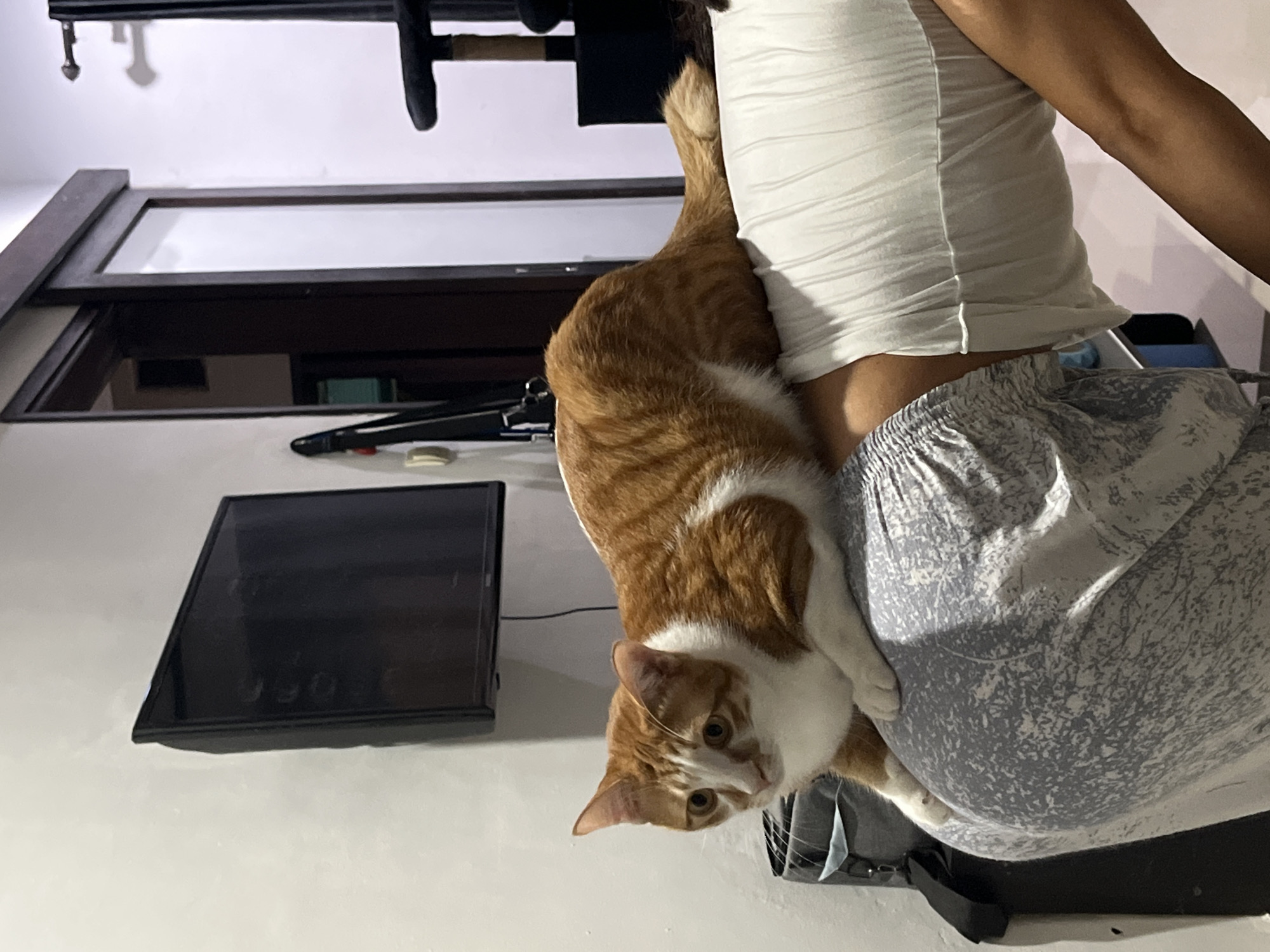 Person photographs playful orange tabby cat indoors in Indonesia