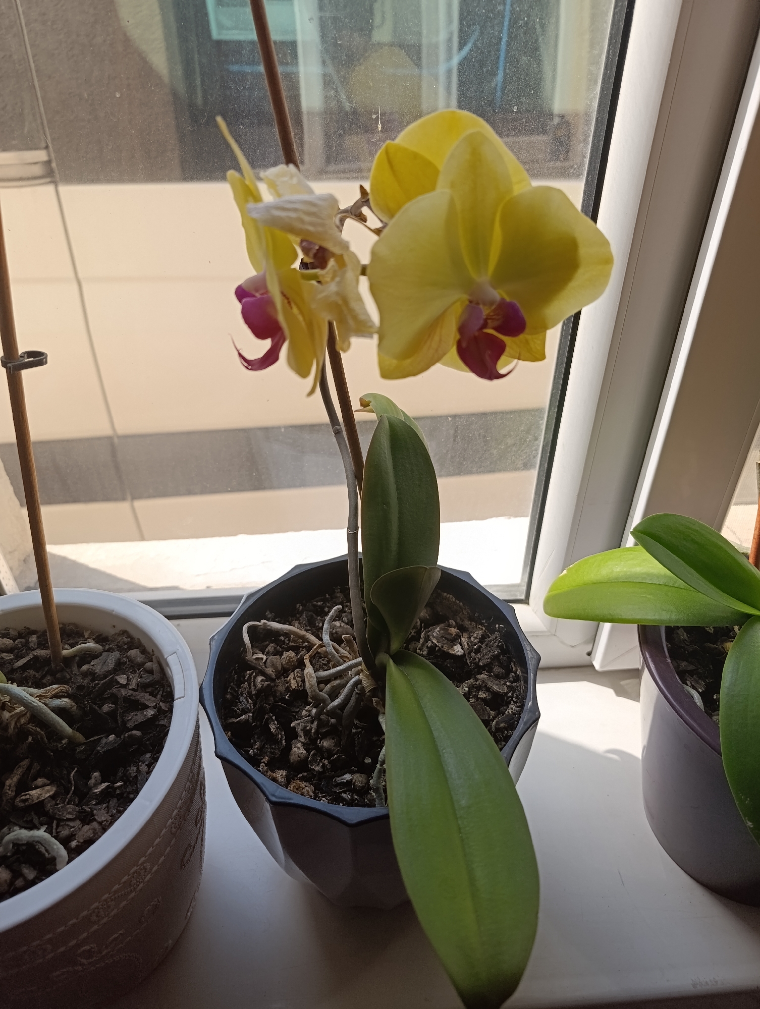Houseplants and garden crops in a Bishkek home setting