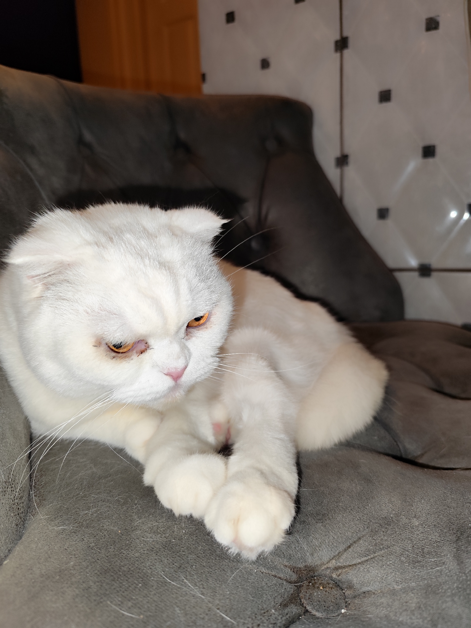 White cat's quiet afternoon documented in Sarıyer home