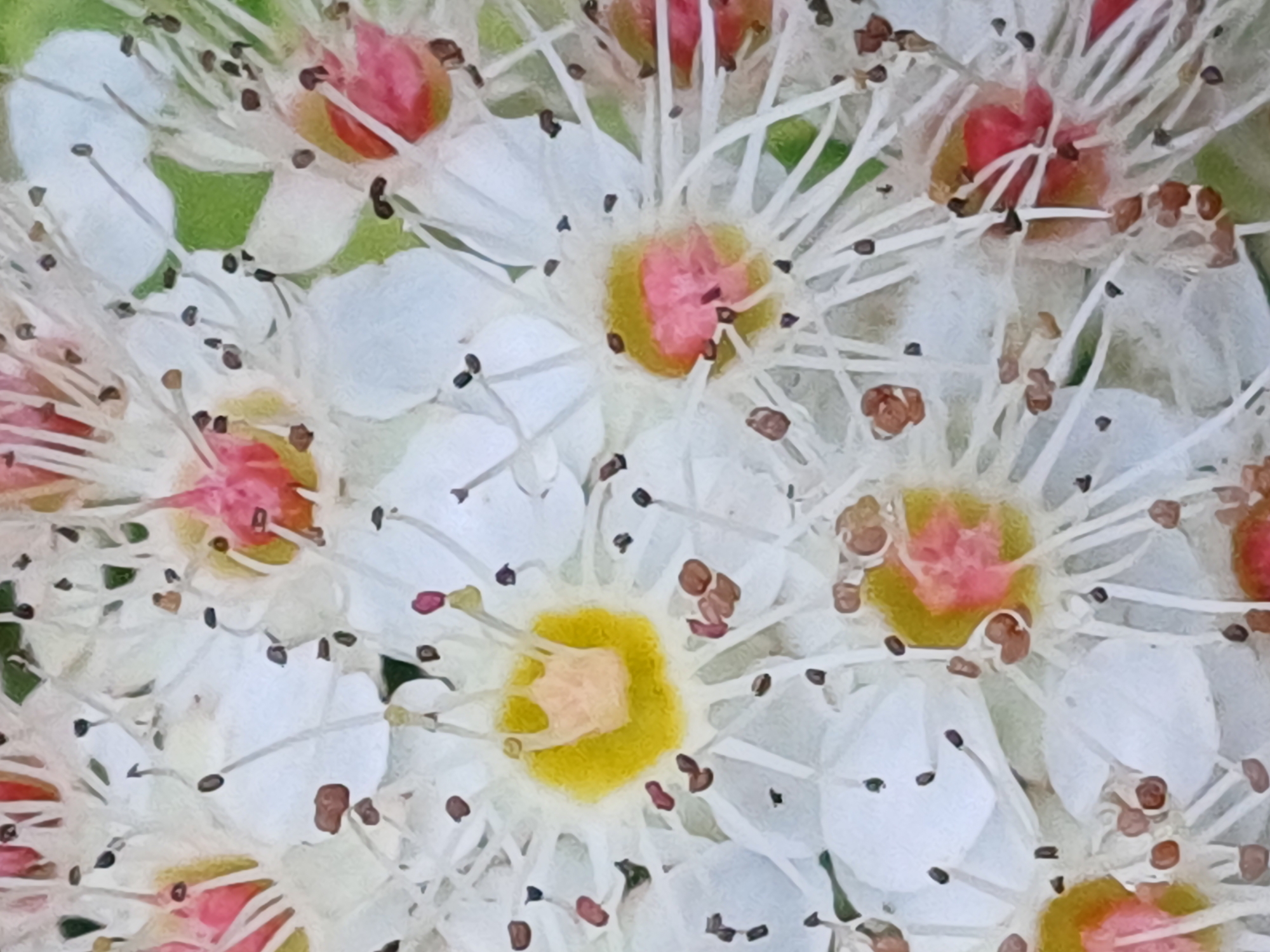 Close-up of white flower cluster with delicate stamens, Riga