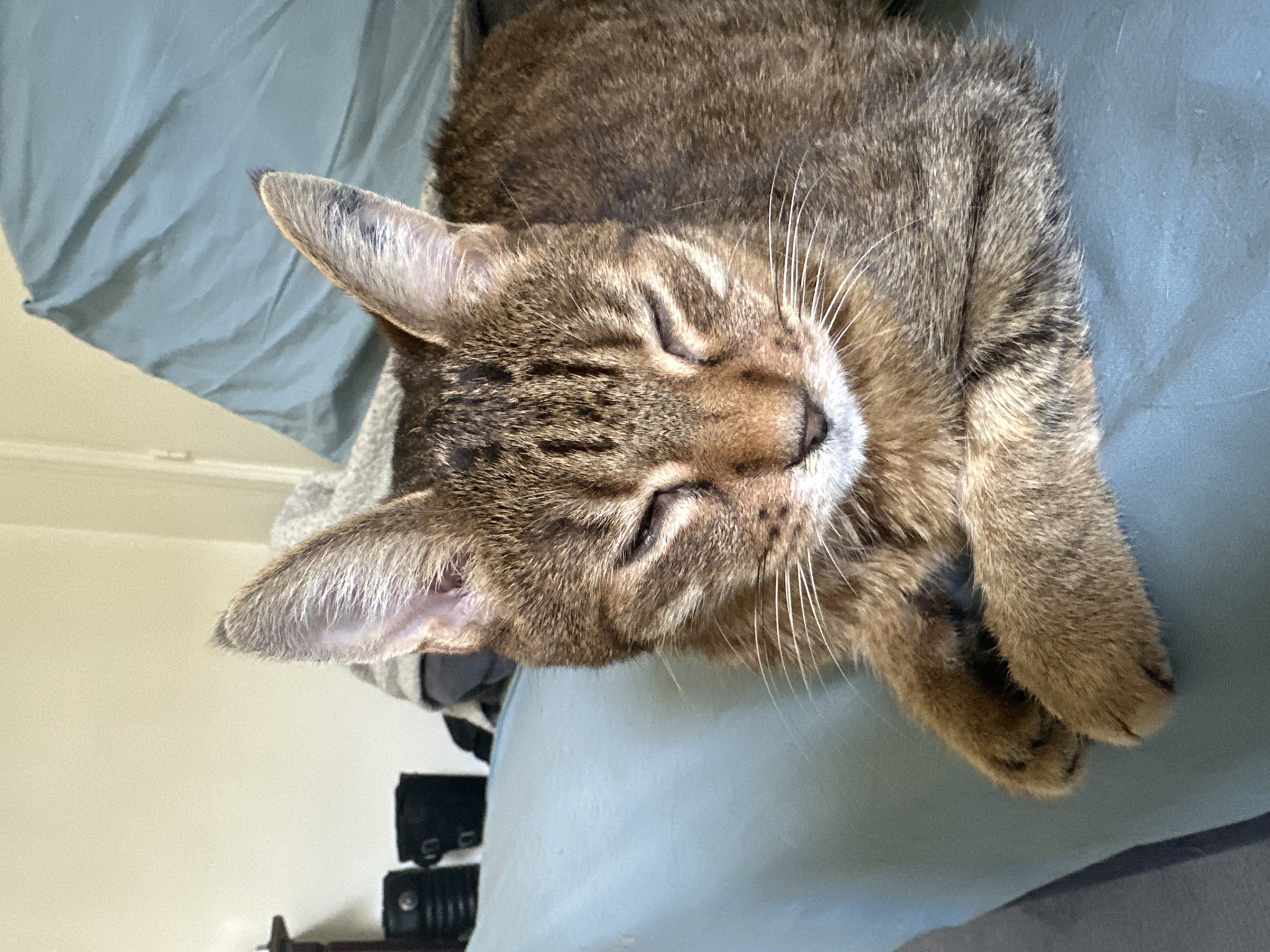 Tabby cat naps and poses on a light blue surface in Paris