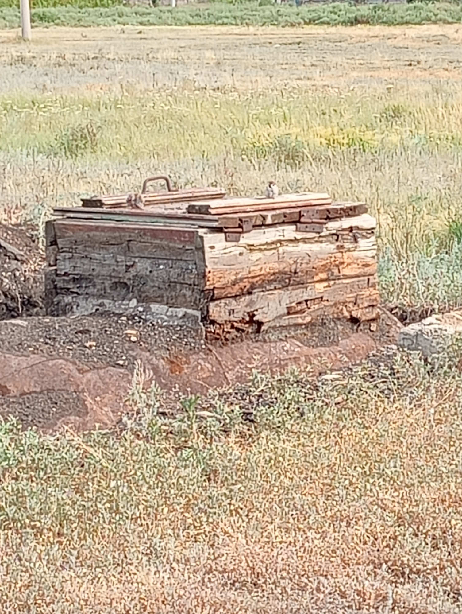 Rural afternoon scenes documented: child playing, wildlife, weathered structures