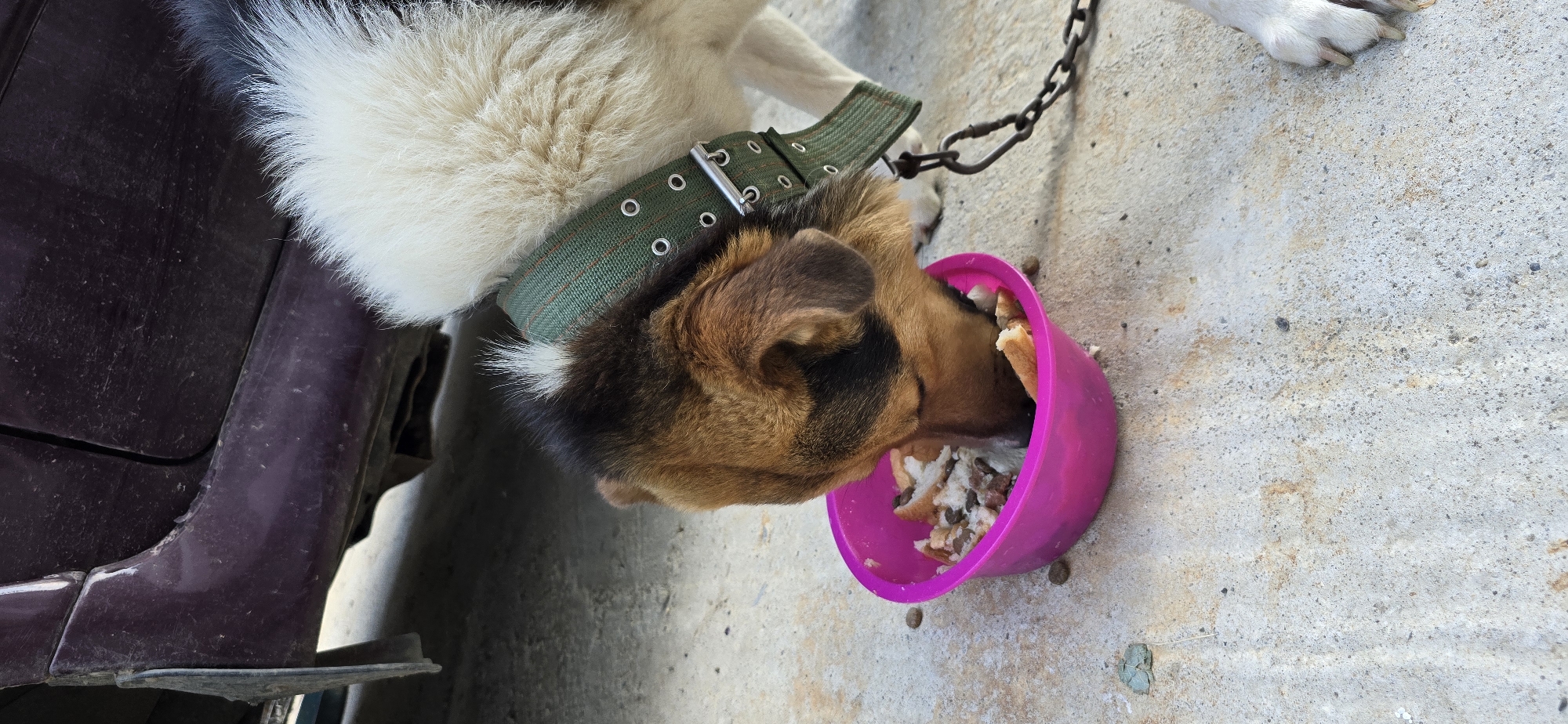 Dog eats, rests, and roams a Vratsa yard with mountain views